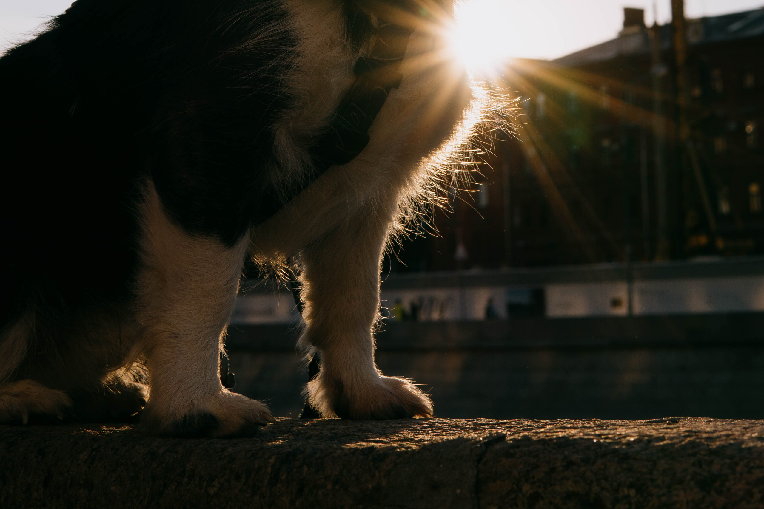 Даша и Тюбик. Фотограф-анималист Ксения Воробьева, Москва