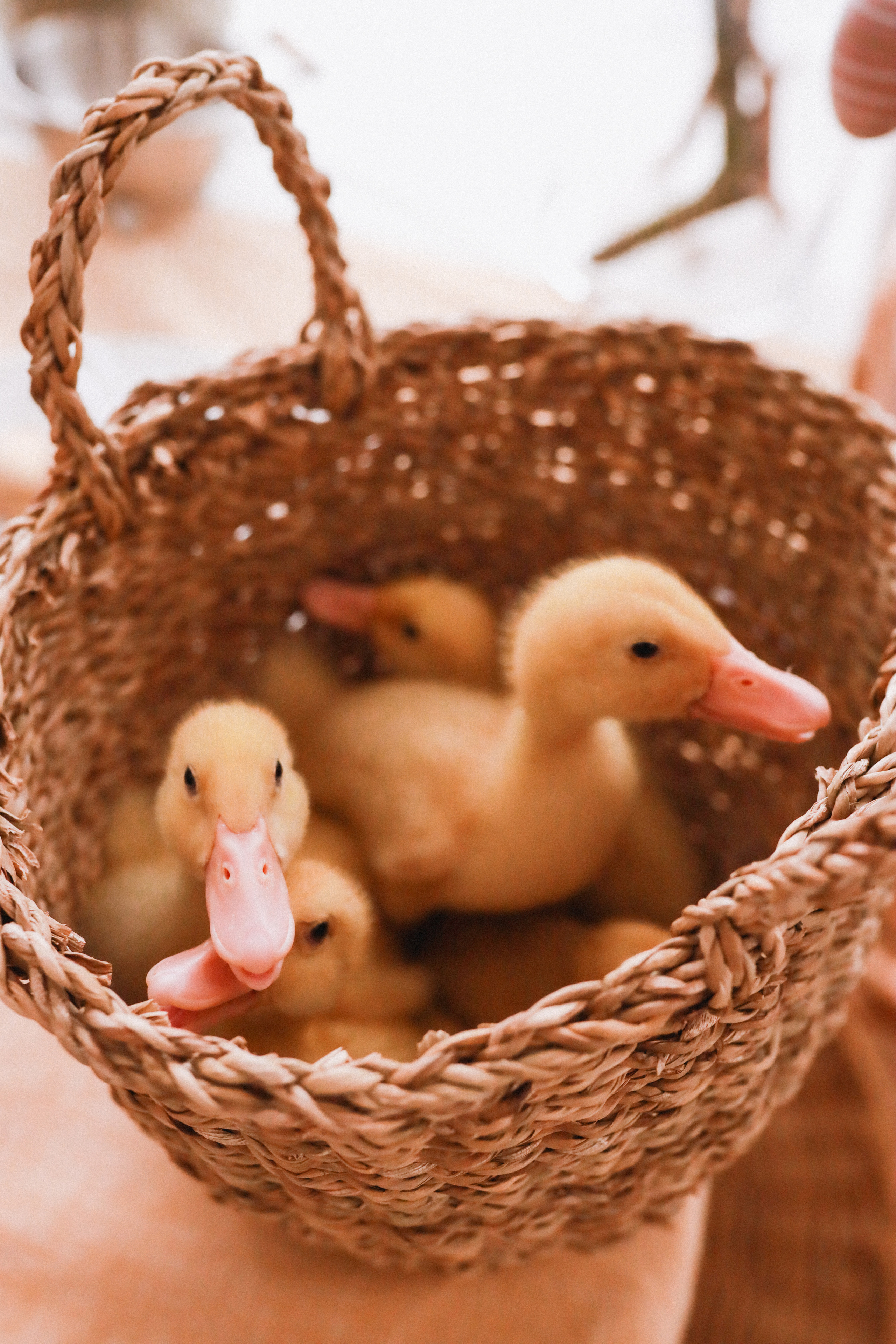 Катя Пасха. Детский и семейный фотограф Москва Виктория Самоховец