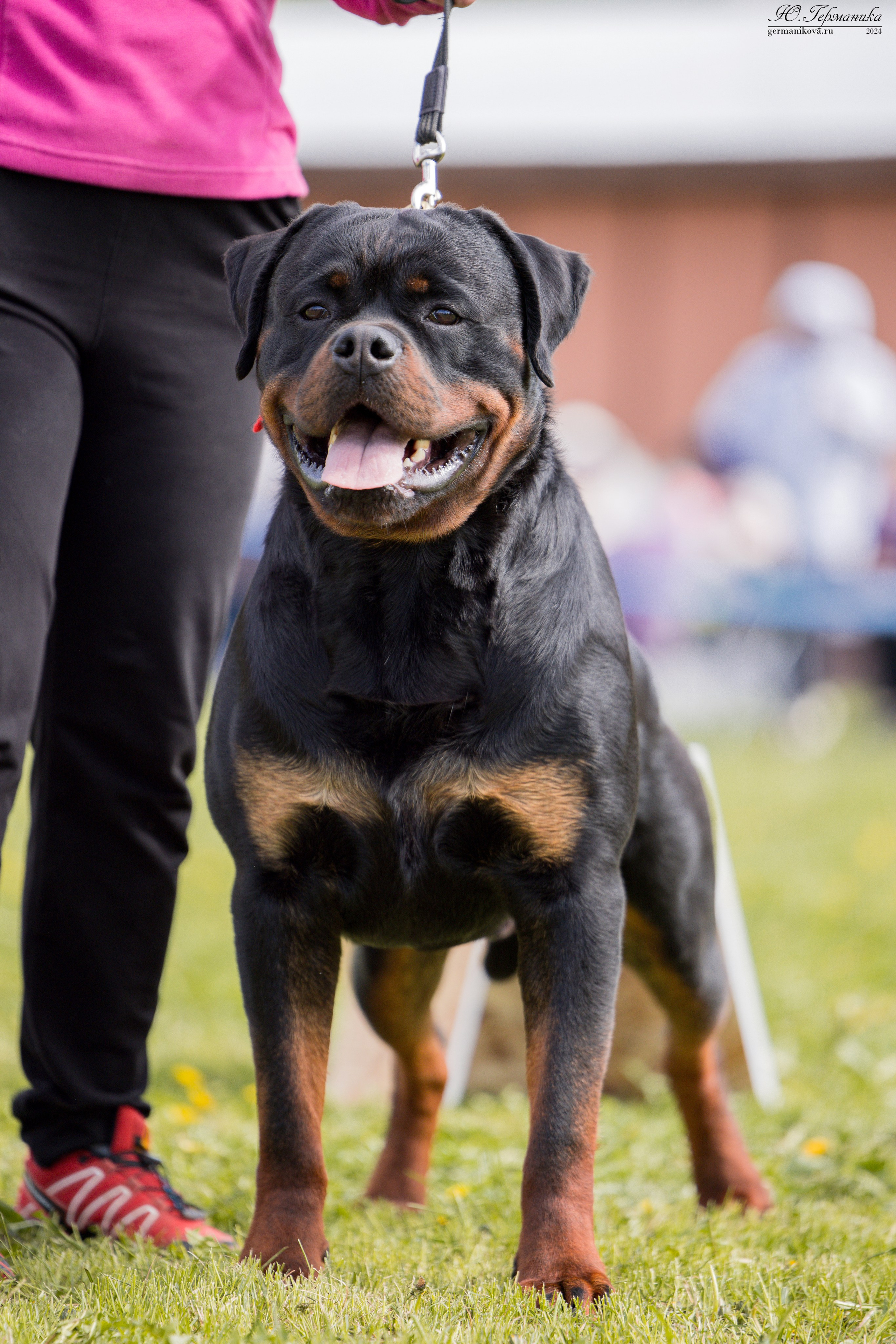 Нижний Новгород 11-12.05.2024 моно ротвейлеров. Фотограф-анималист Юлия Германика