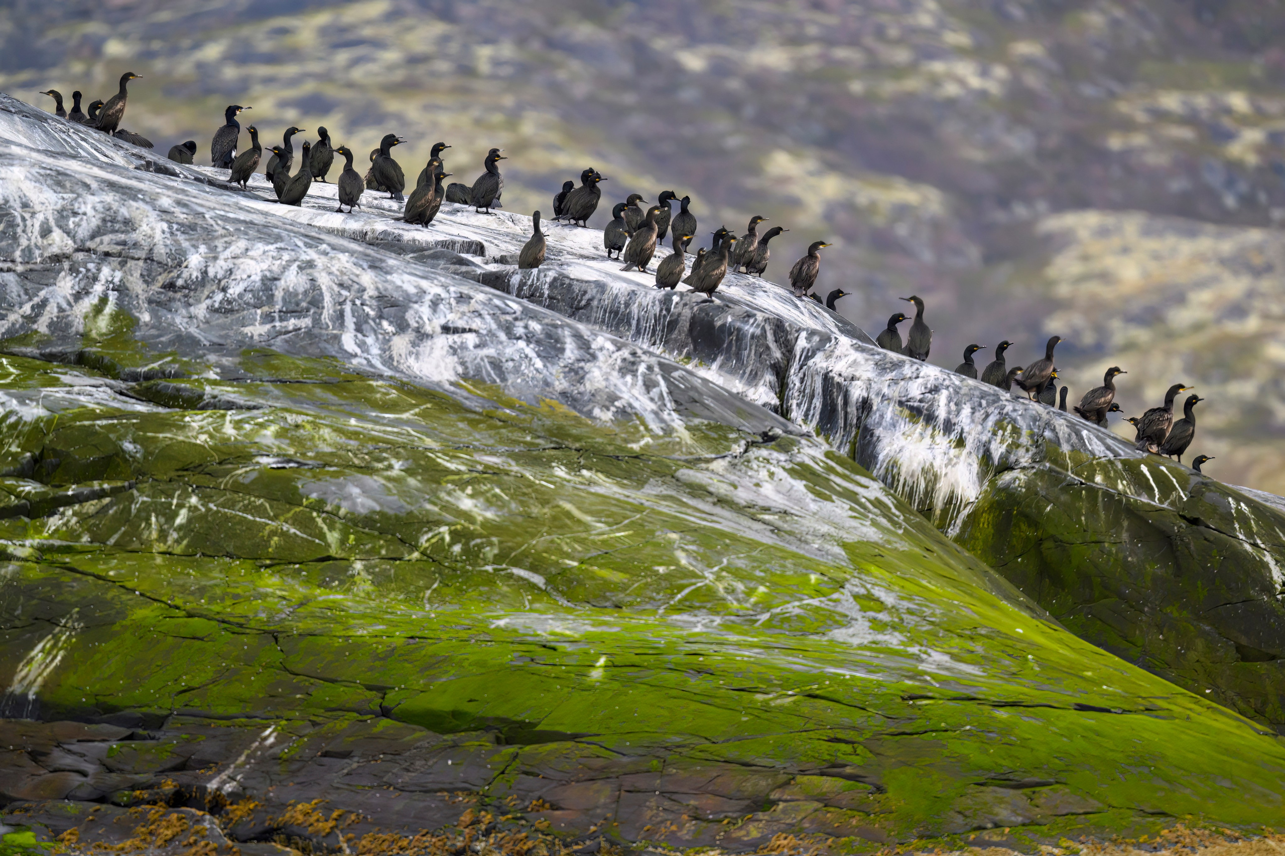 Мурманская область. Июнь 2024. Фотограф Сергей Пупонин