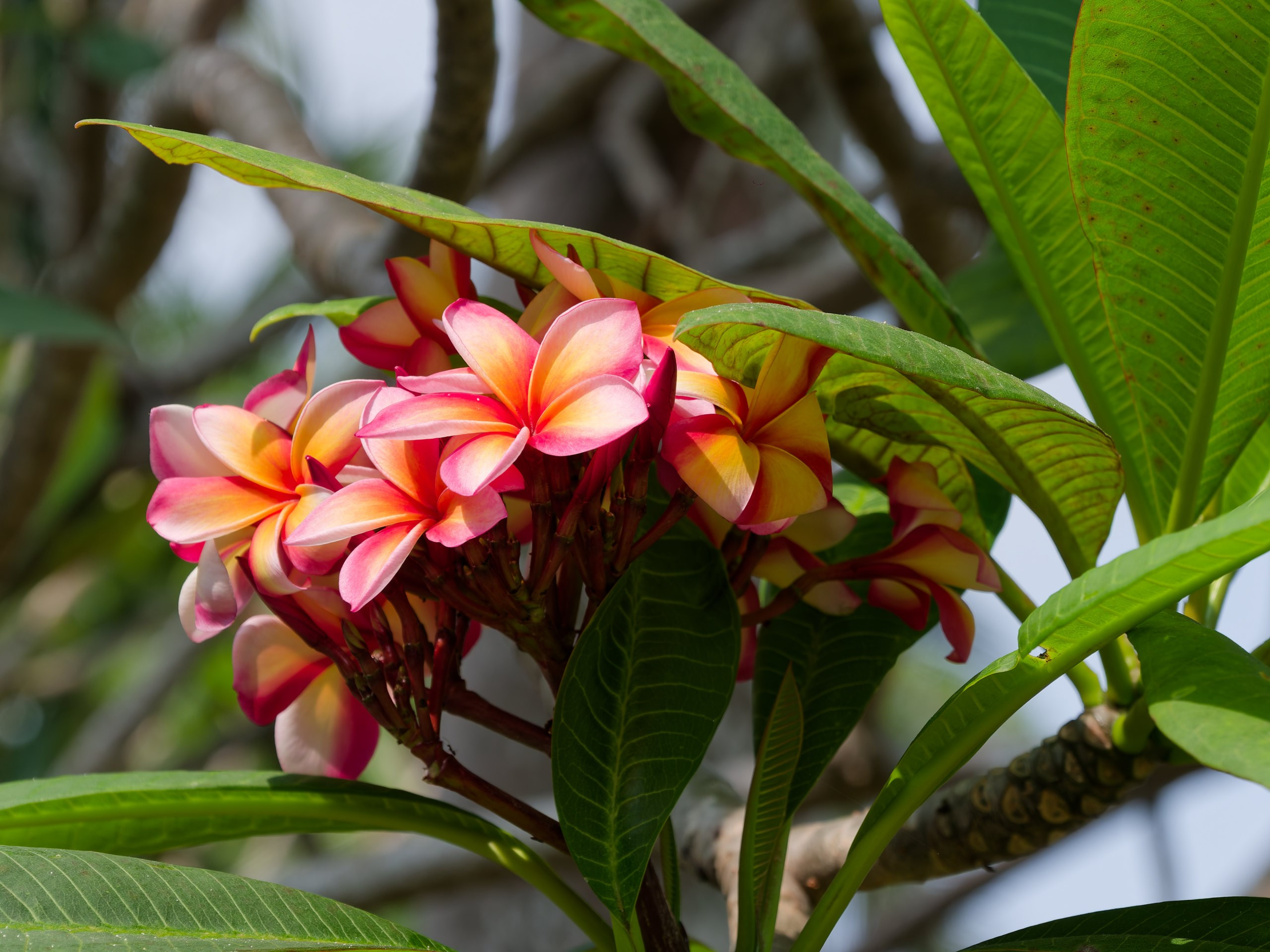 Хайнань 2026, флора, цветы и деревья. Фотопрогулки по Миру