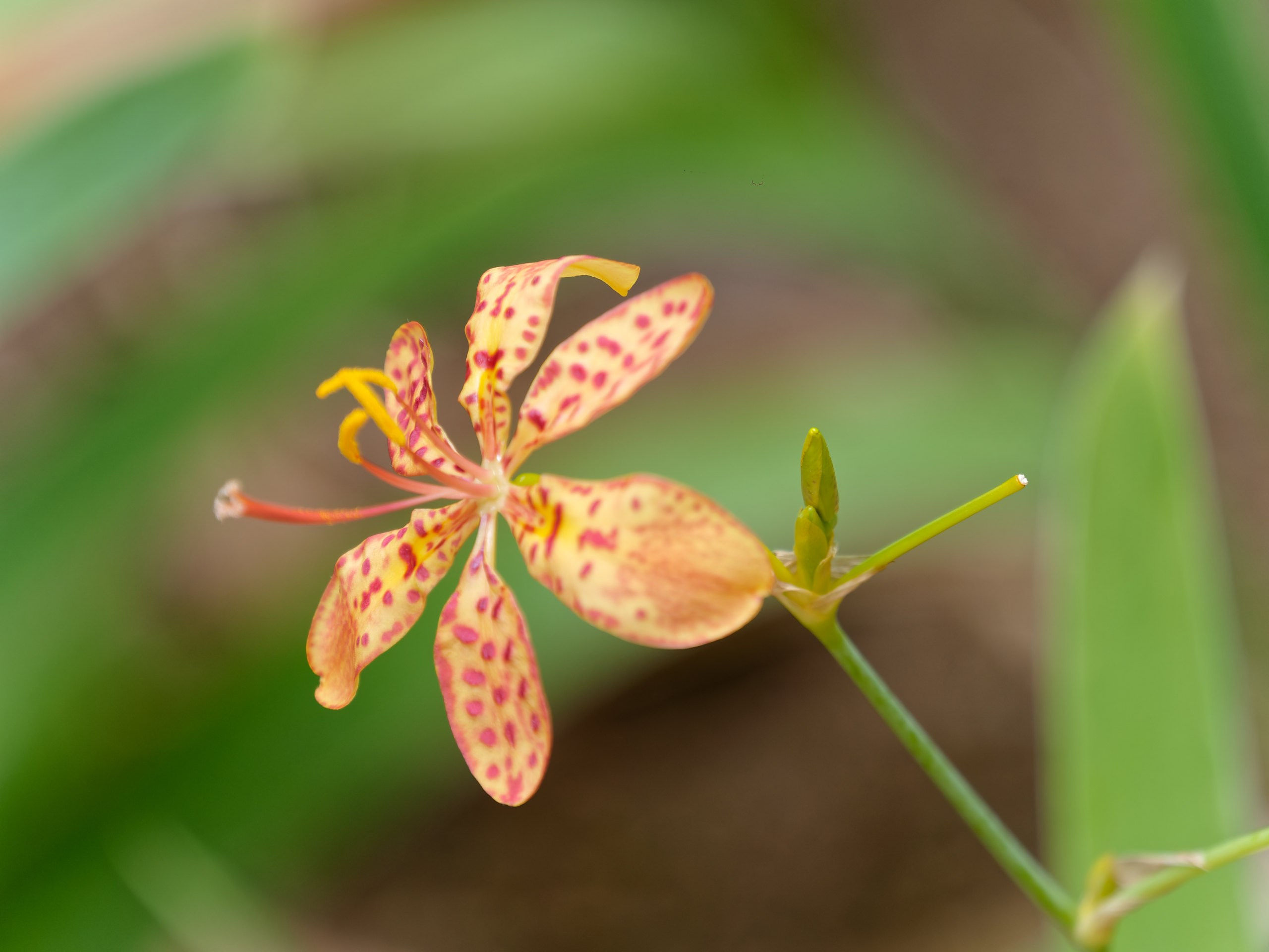 Хайнань 2026, флора, цветы и деревья. Фотопрогулки по Миру