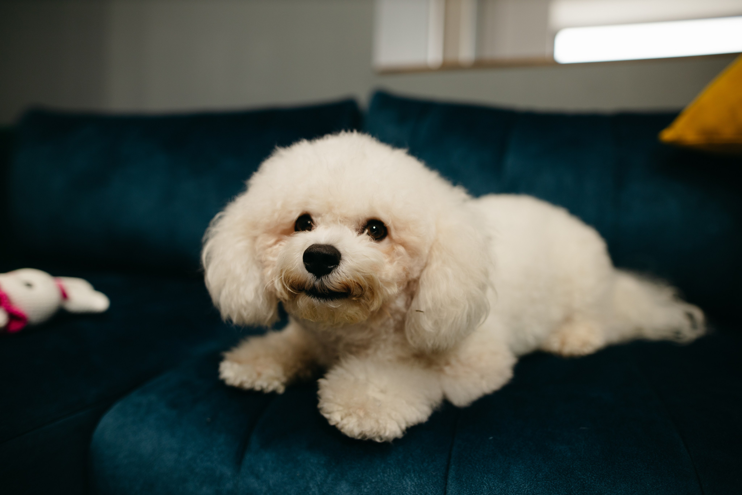 Домашняя. Свадебный и женский фотограф