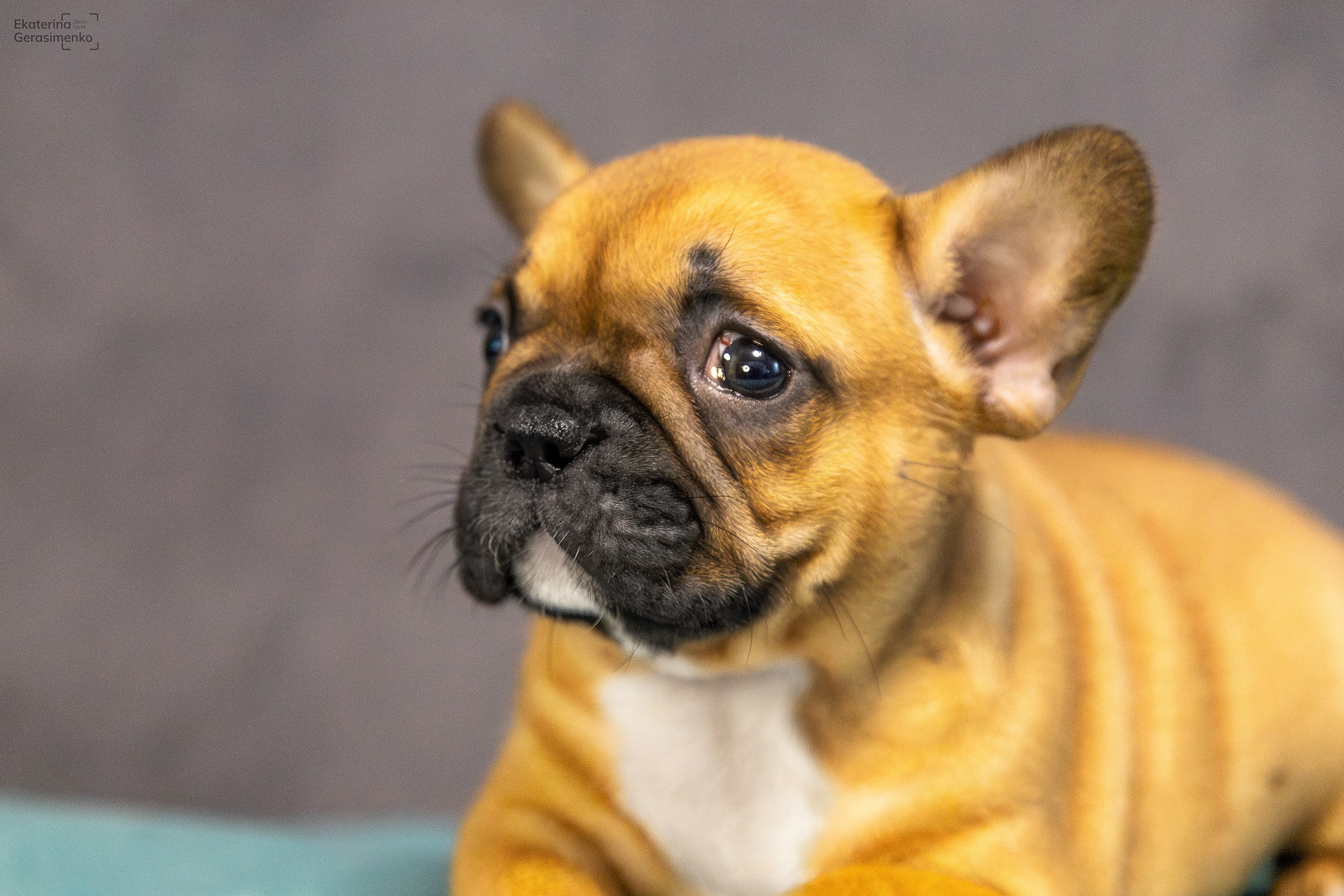 Щенки французского бульдога. Htykk_photo