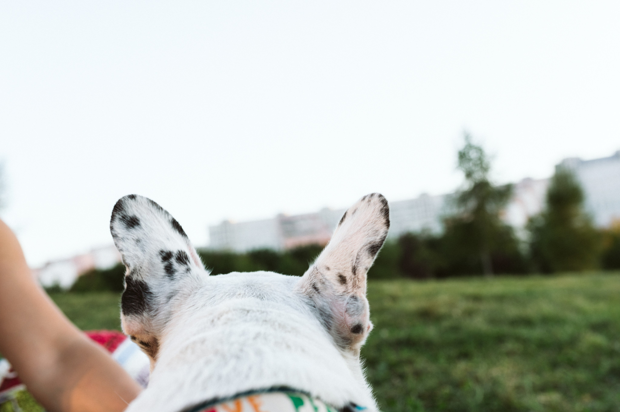 Инна и Белль. Фотограф анималист в Москве Ольга Агушева