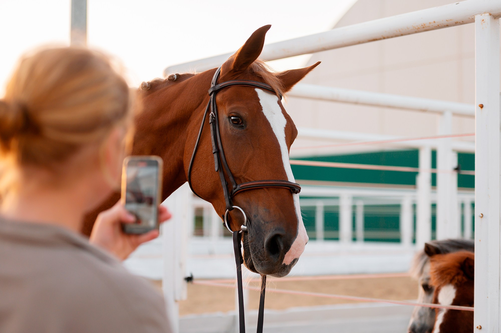 Частные съемки_фото. Конный фотограф Alesya Safe