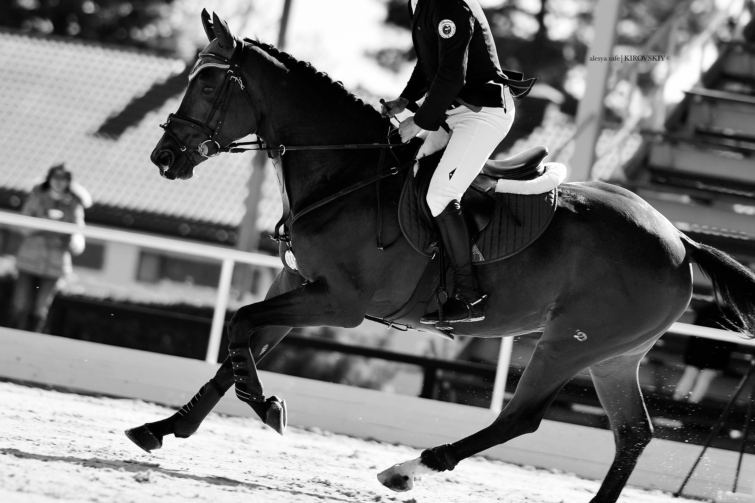 Кировский конный завод. Конный фотограф Alesya Safe