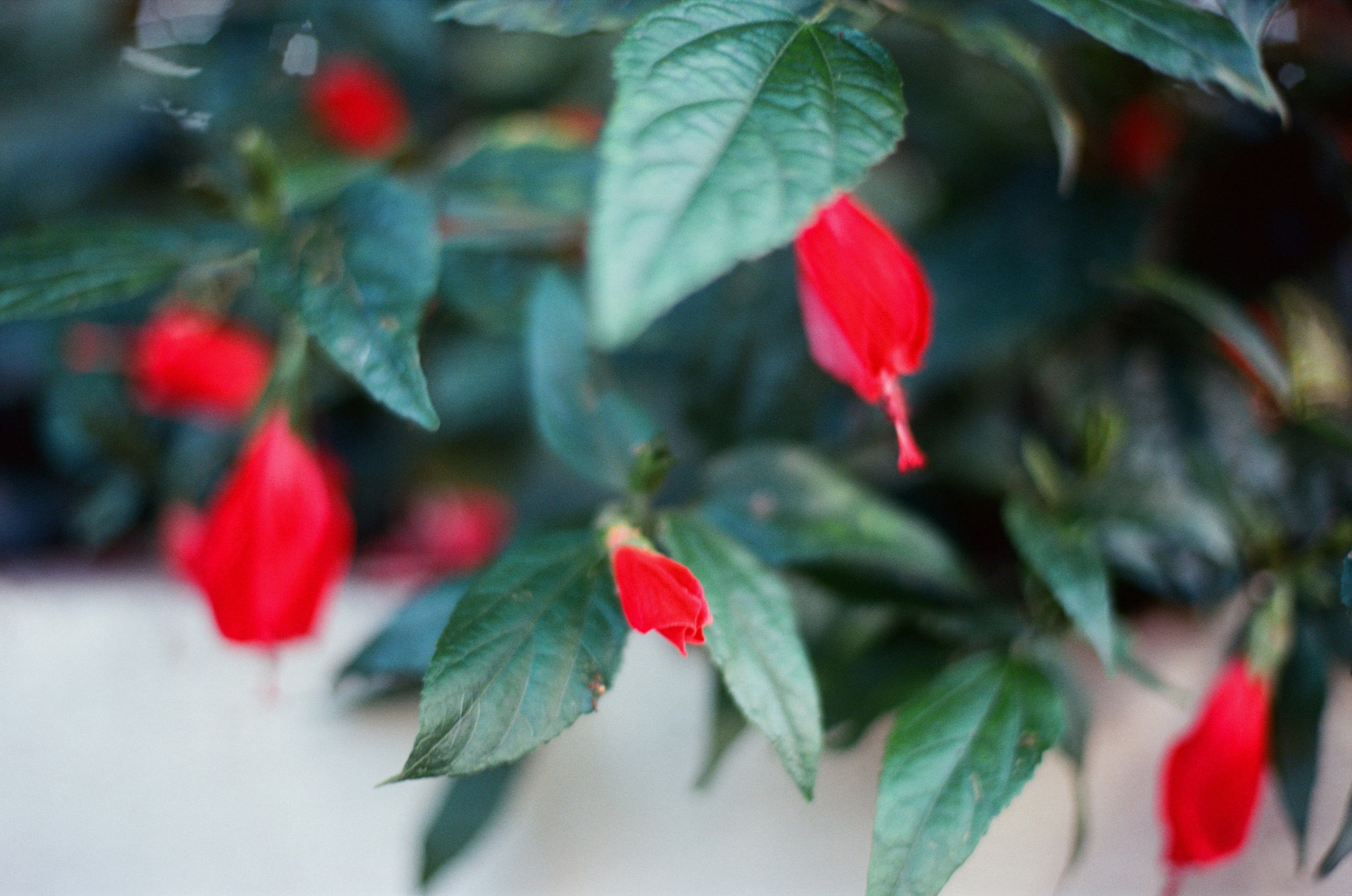 I think i'm ok // portugal, lagos. EVER EXPOSED