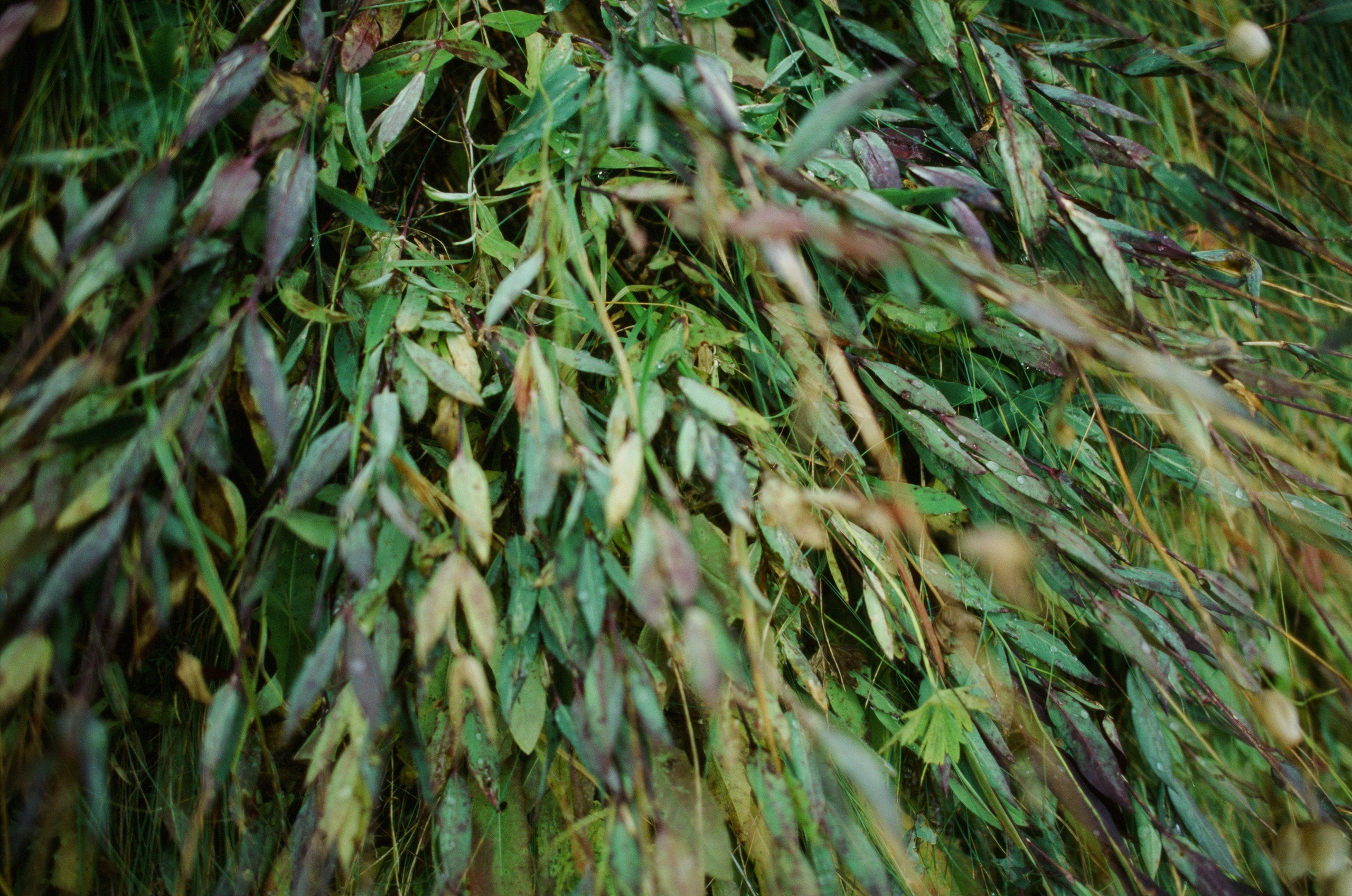 Wasted // italy, dolomites V. EVER EXPOSED