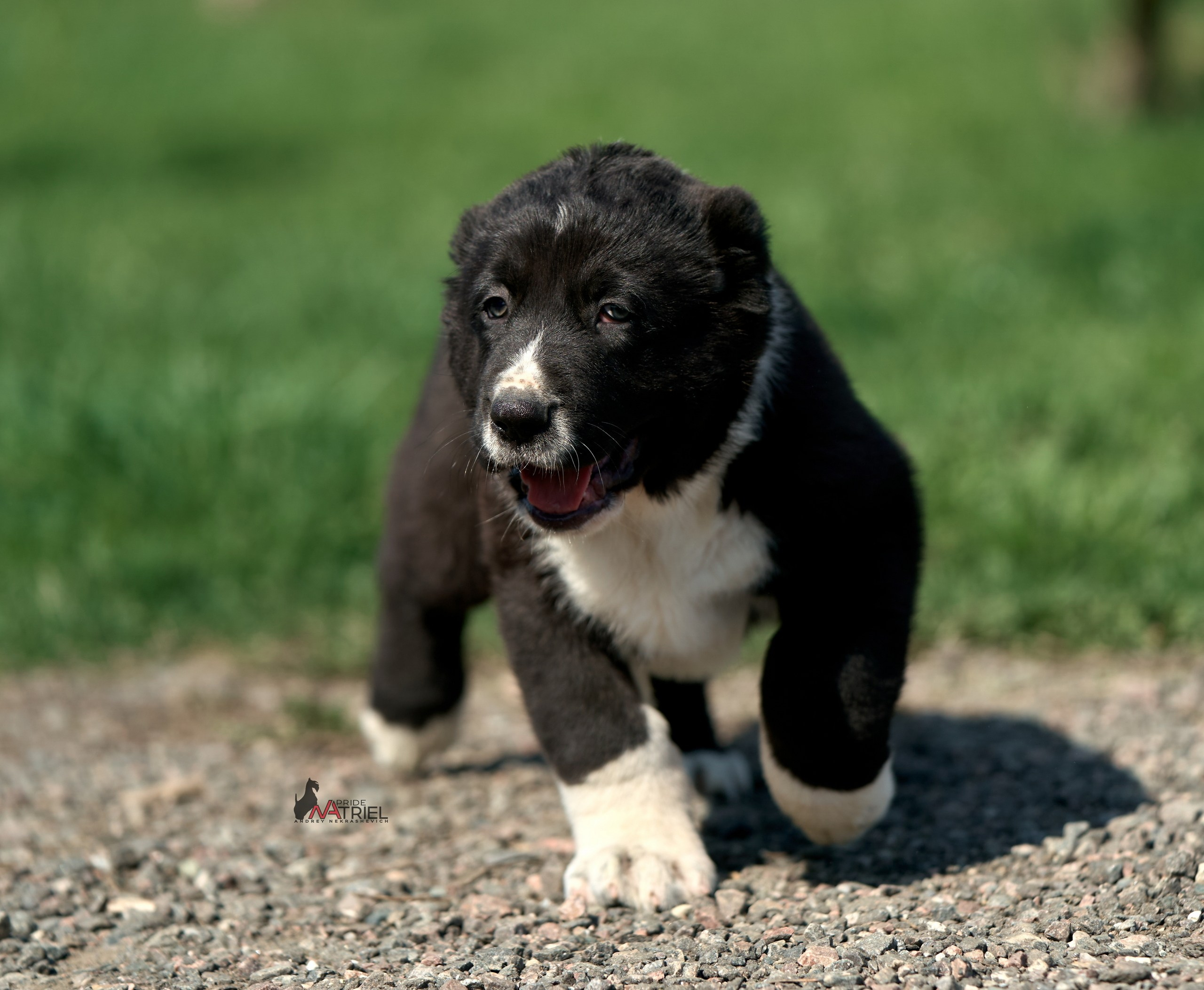 Среднеазиаты — щенки и взрослые