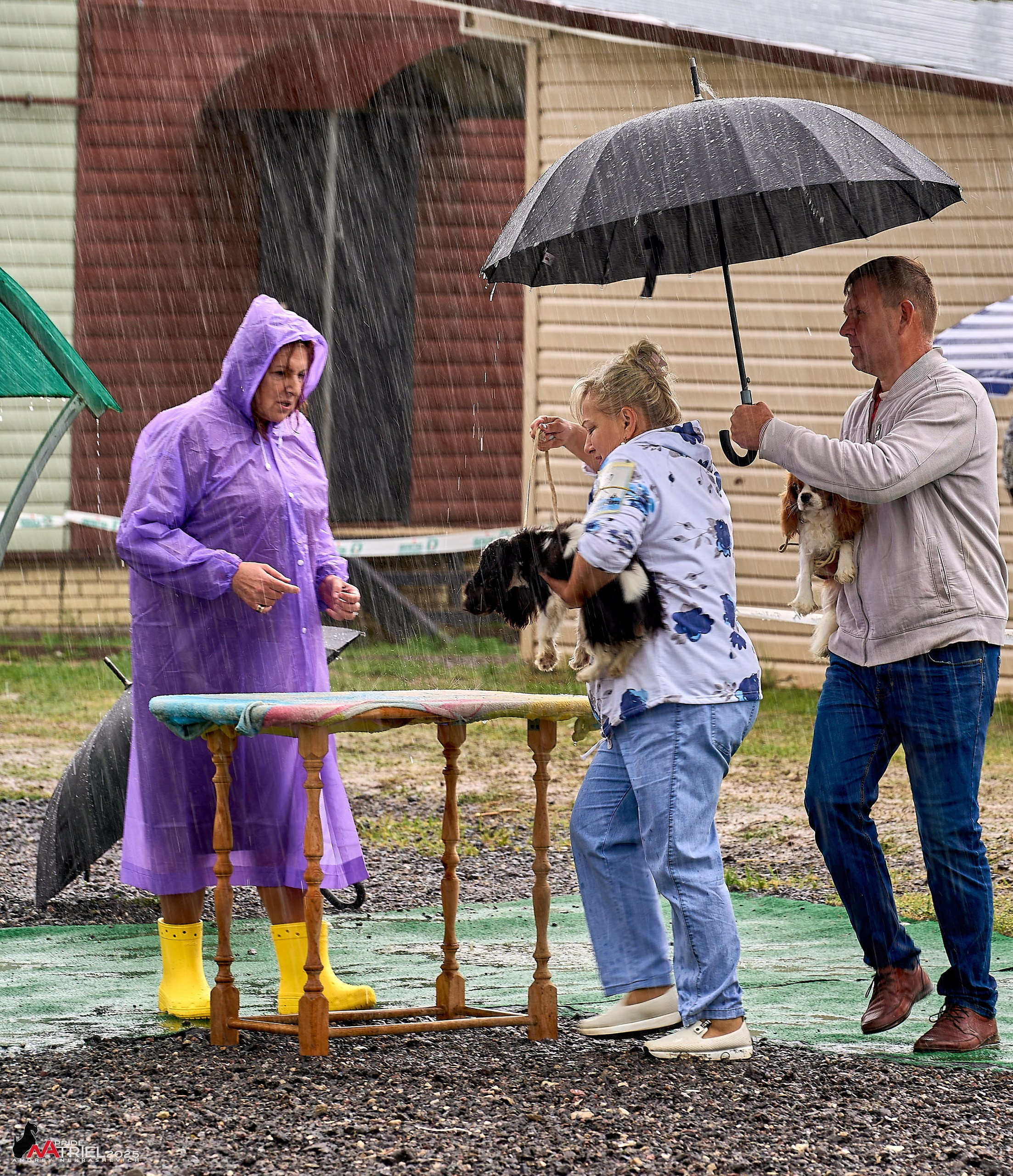 Репортаж с выставки собак