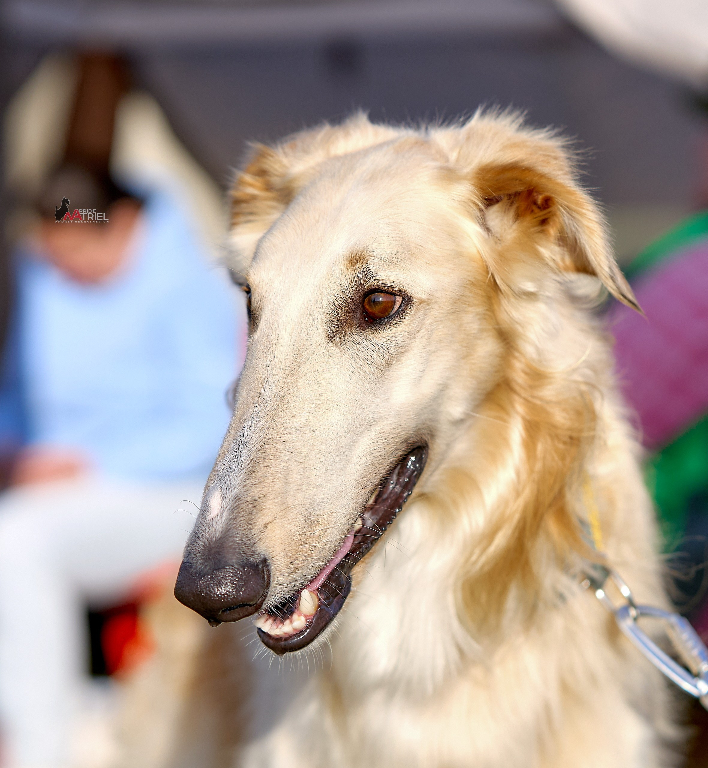 Портреты собак — галерея NATRIEL