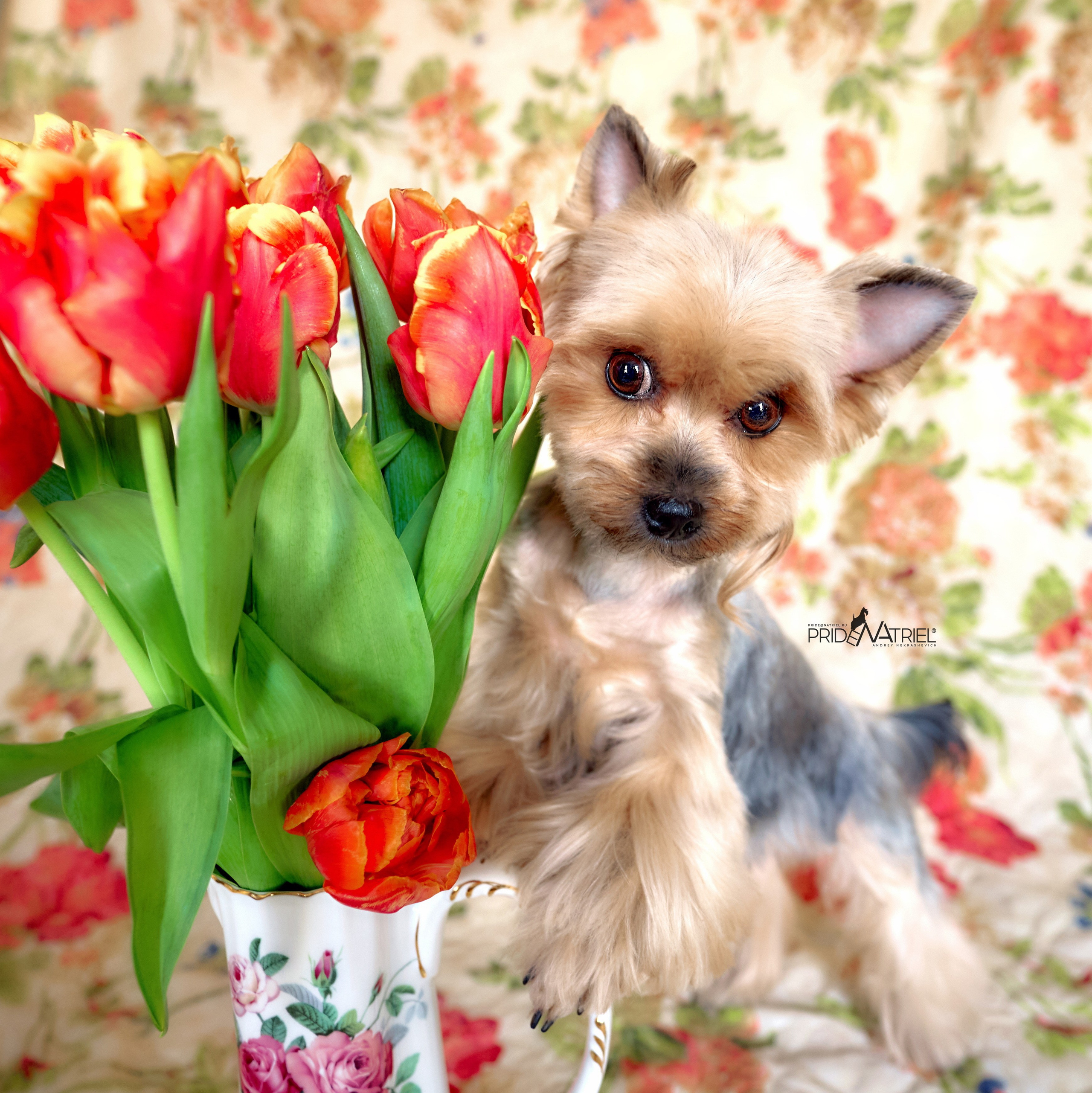 Йоркширский терьер Циля