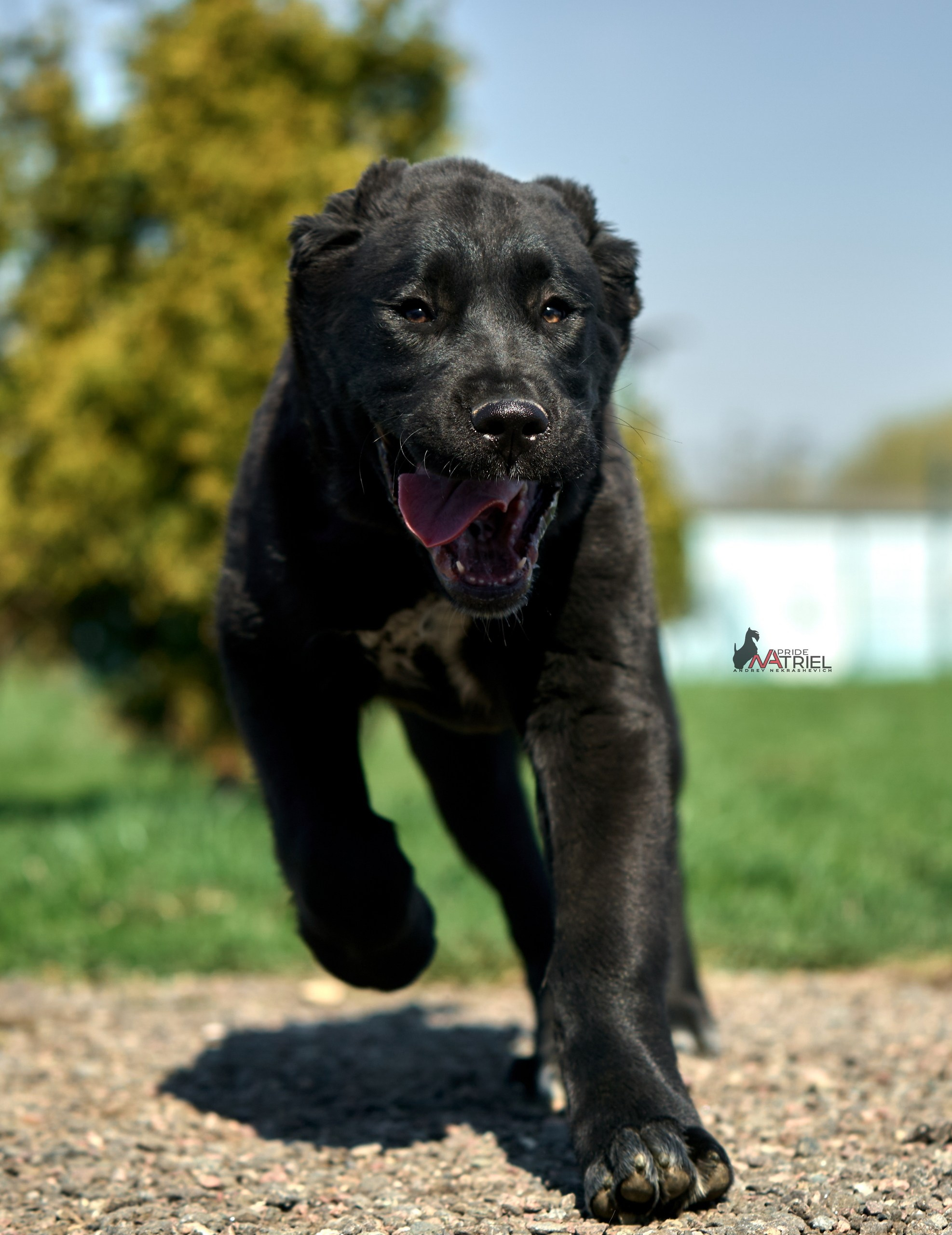 Среднеазиаты — щенки и взрослые