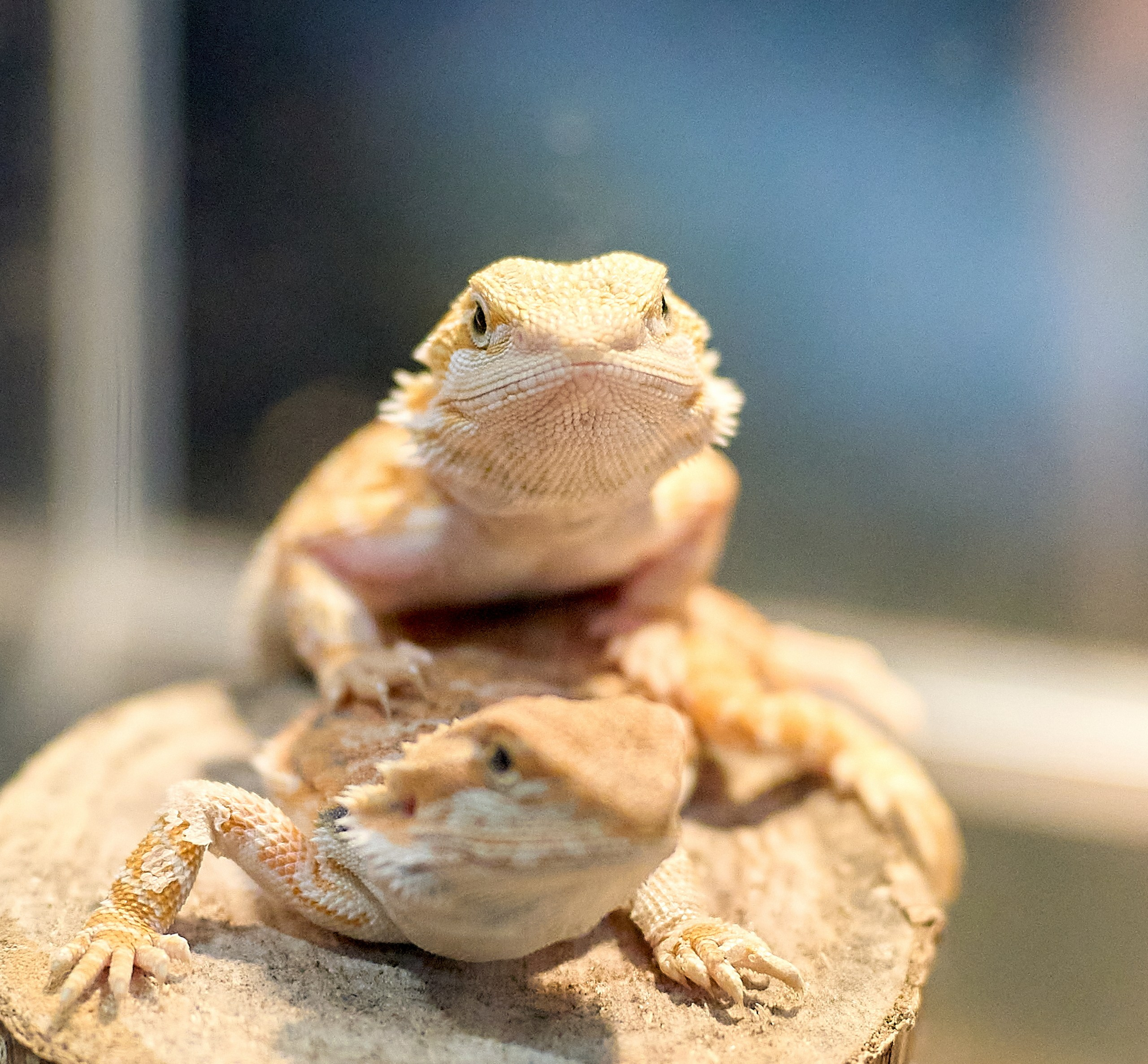 Рептилии — галерея NATRIEL