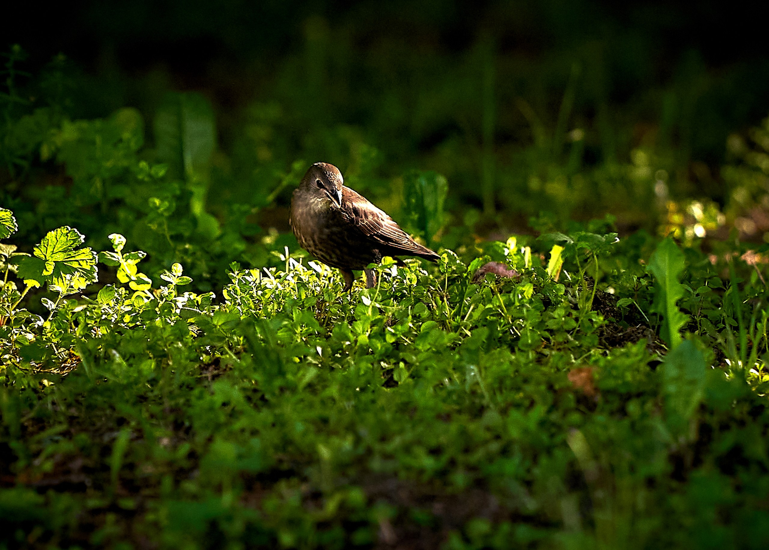 Фото птиц — галерея NATRIEL