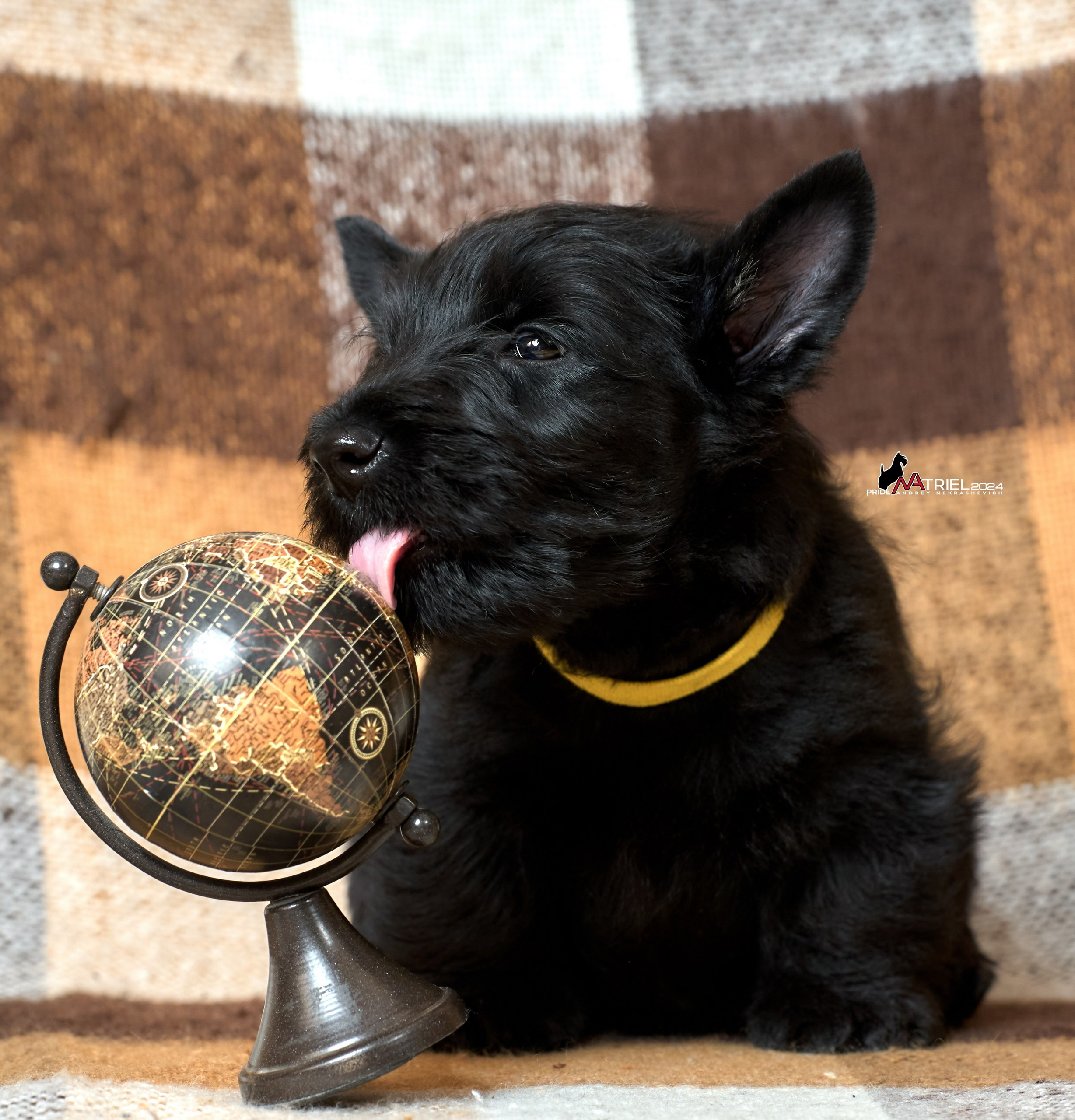 Щенки дома — галерея NATRIEL