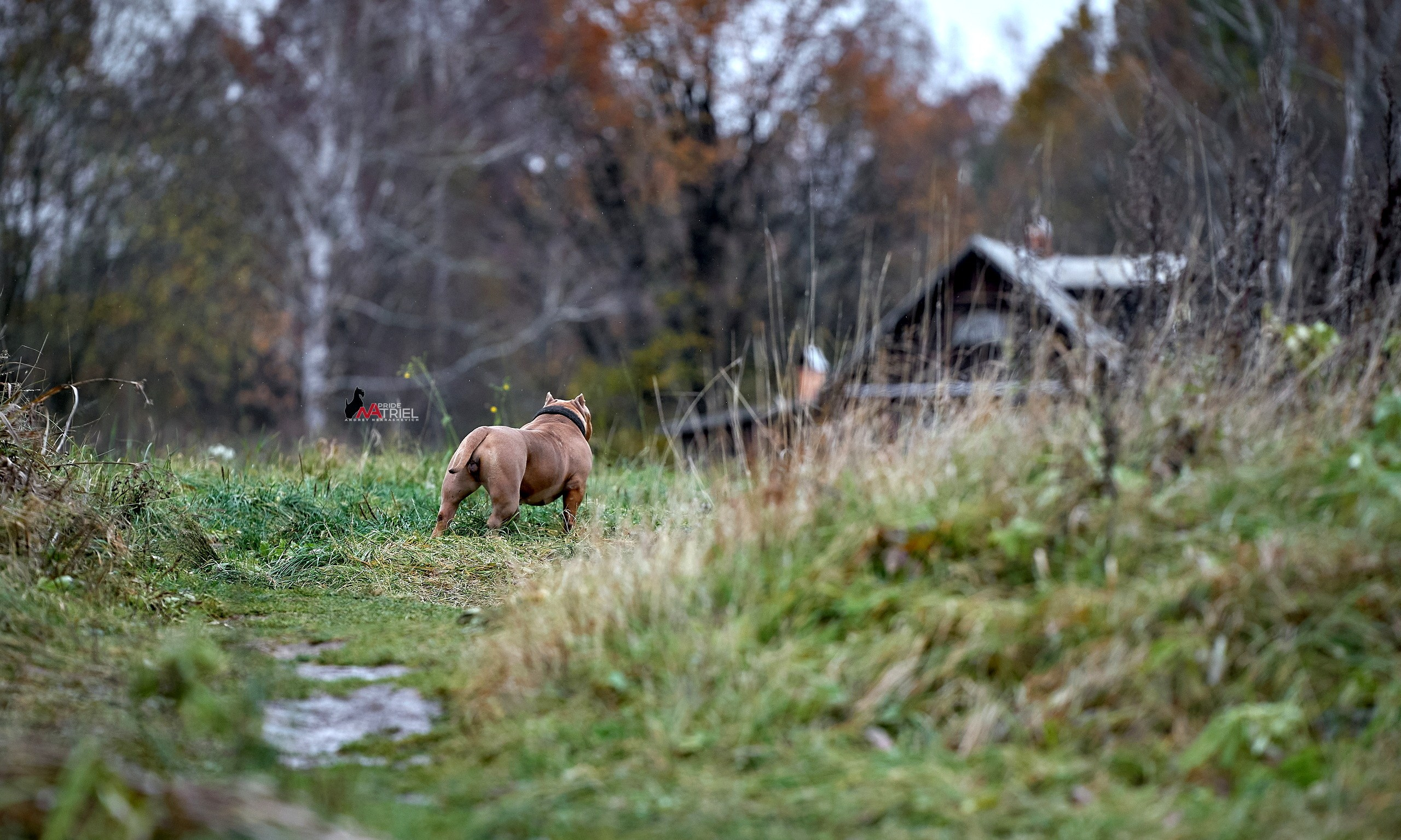 Портреты собак — галерея NATRIEL