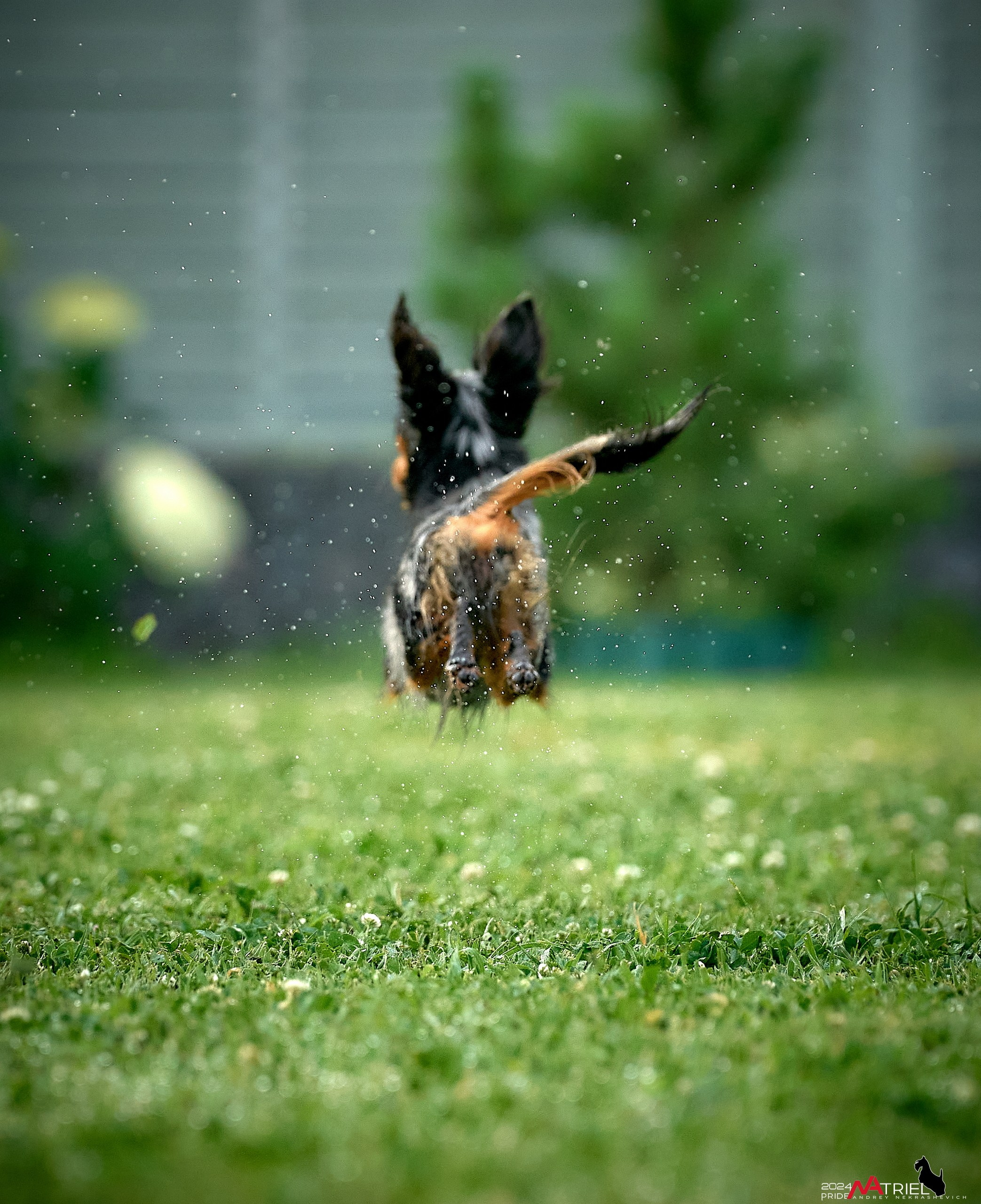 Фотопрогулка с крысариками