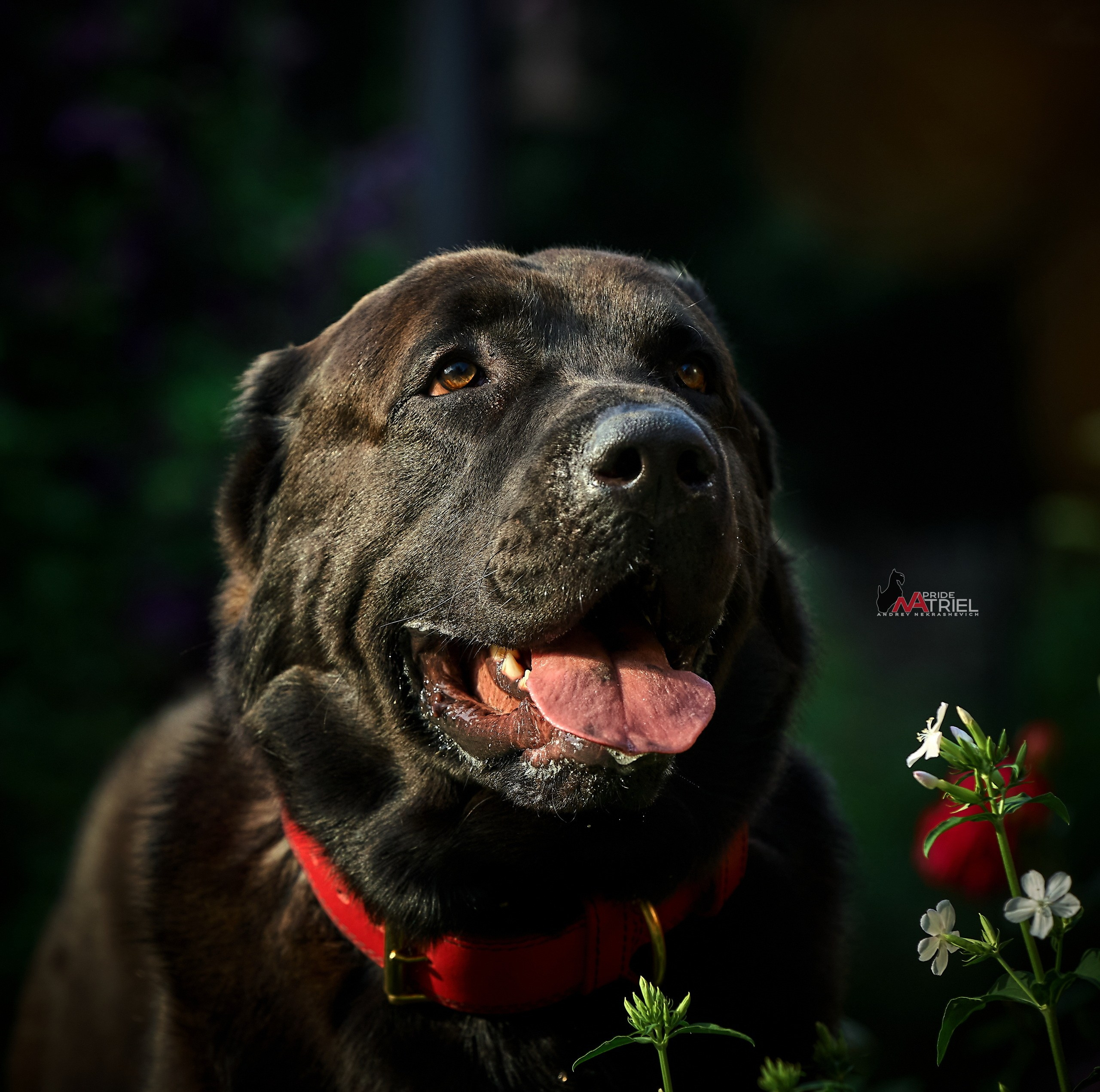 Портреты собак — галерея NATRIEL