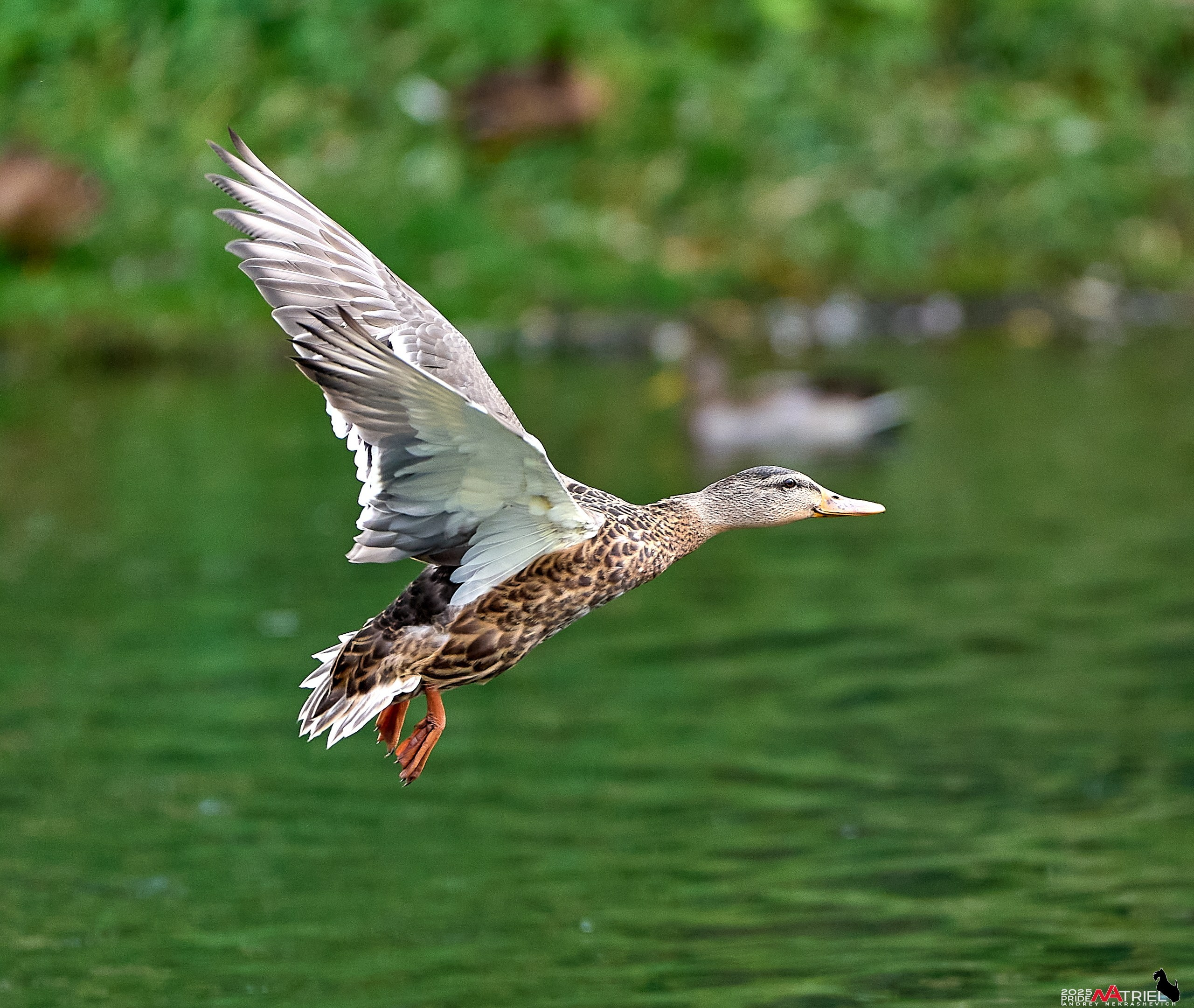 Утки на пруду