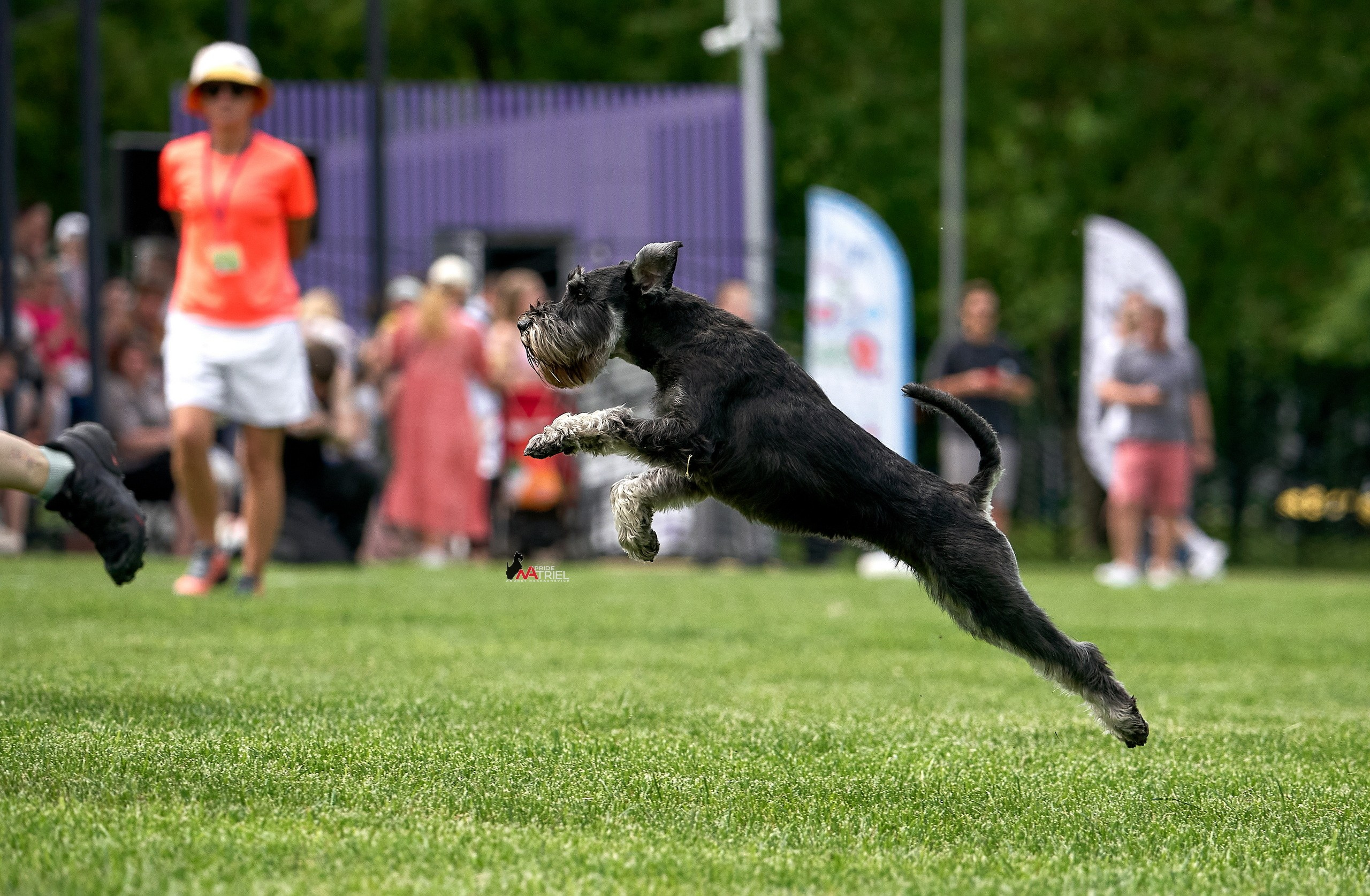 Аджилити — галерея NATRIEL