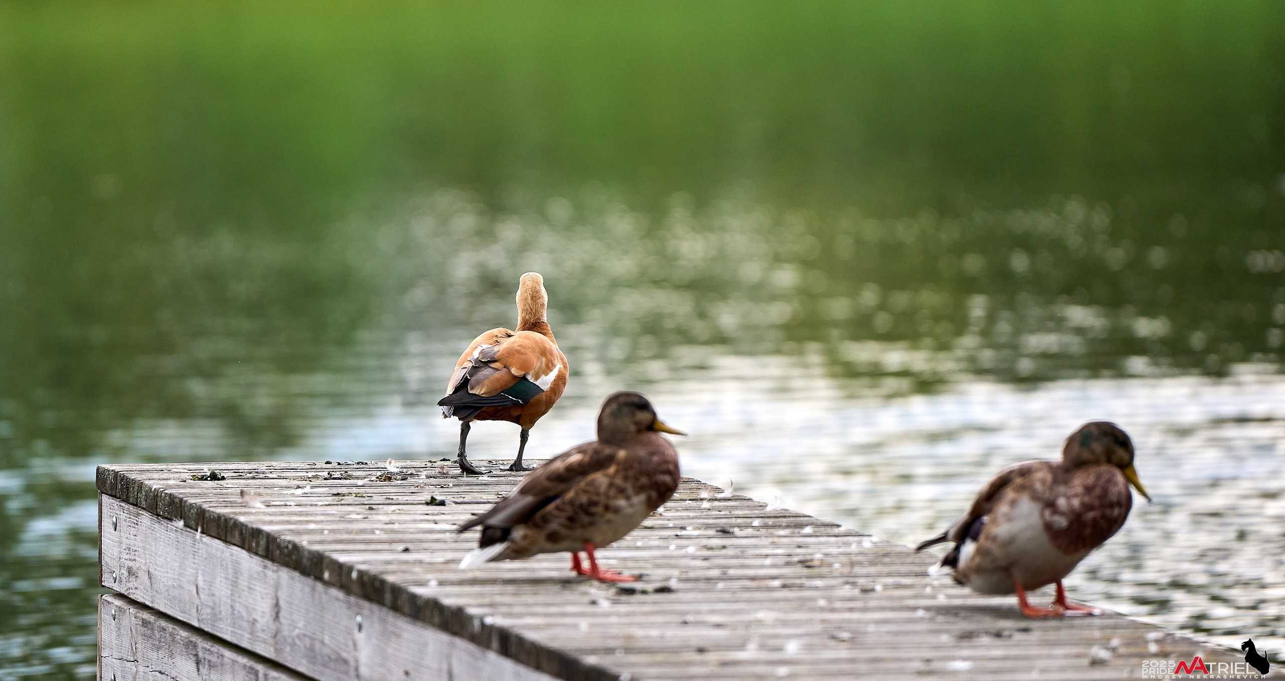 Утки на пруду