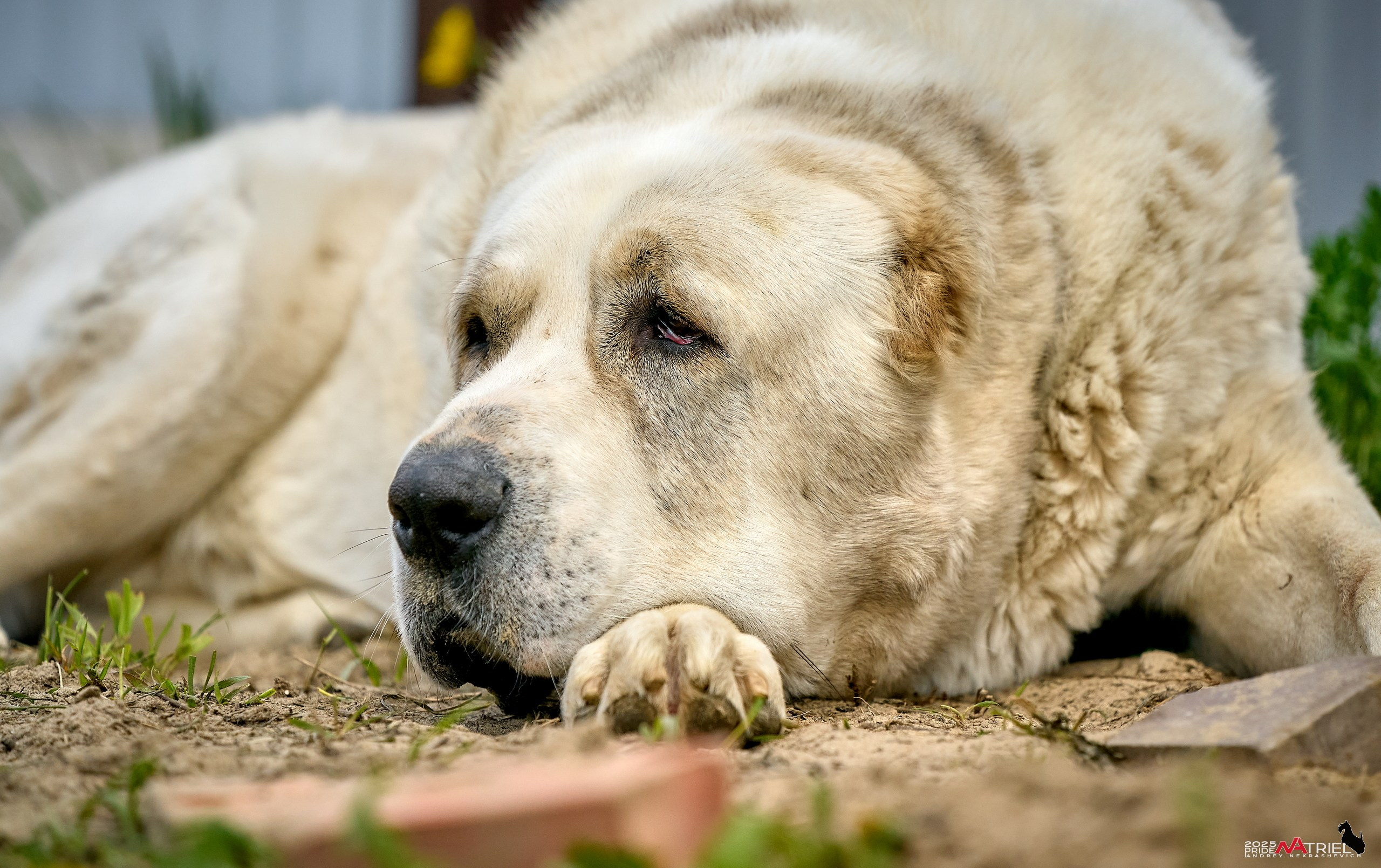 Съемка в питомнике