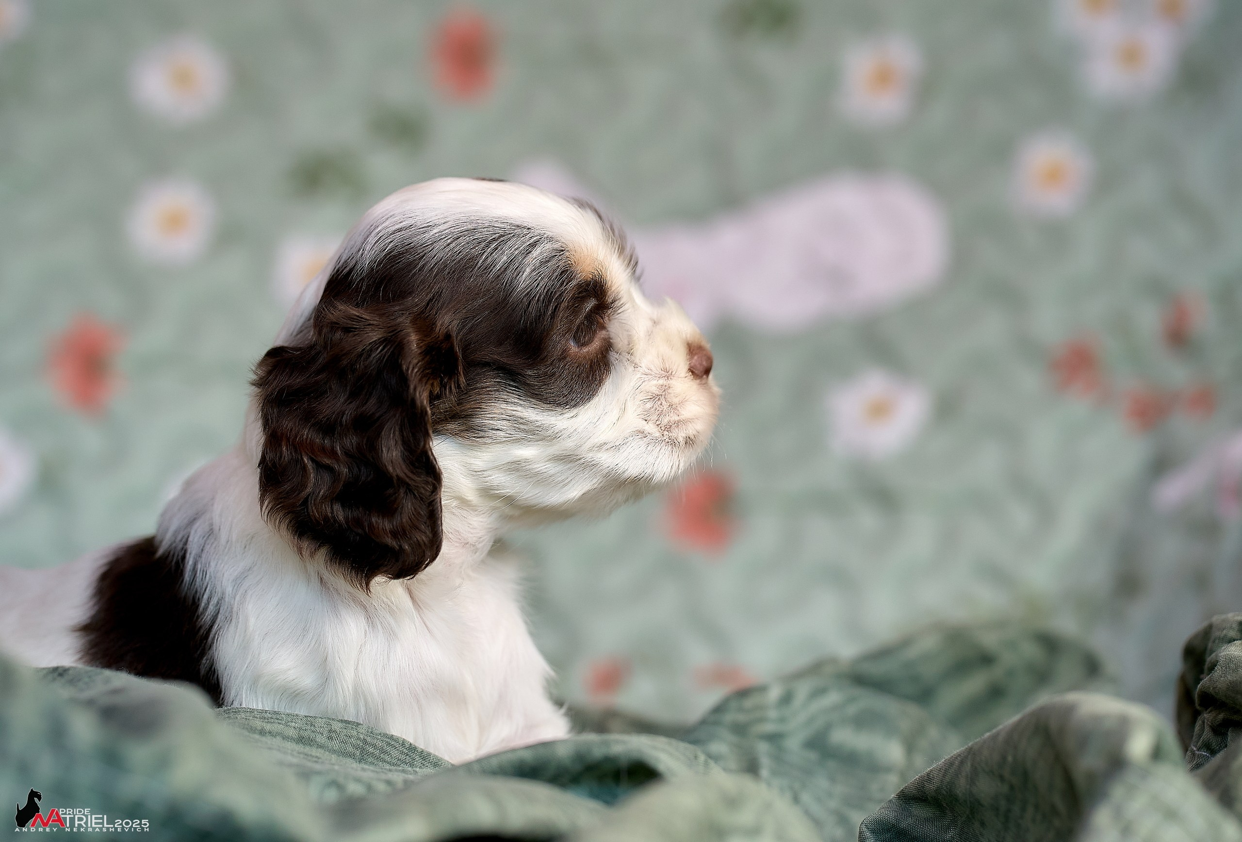 Щенки АмКокеров