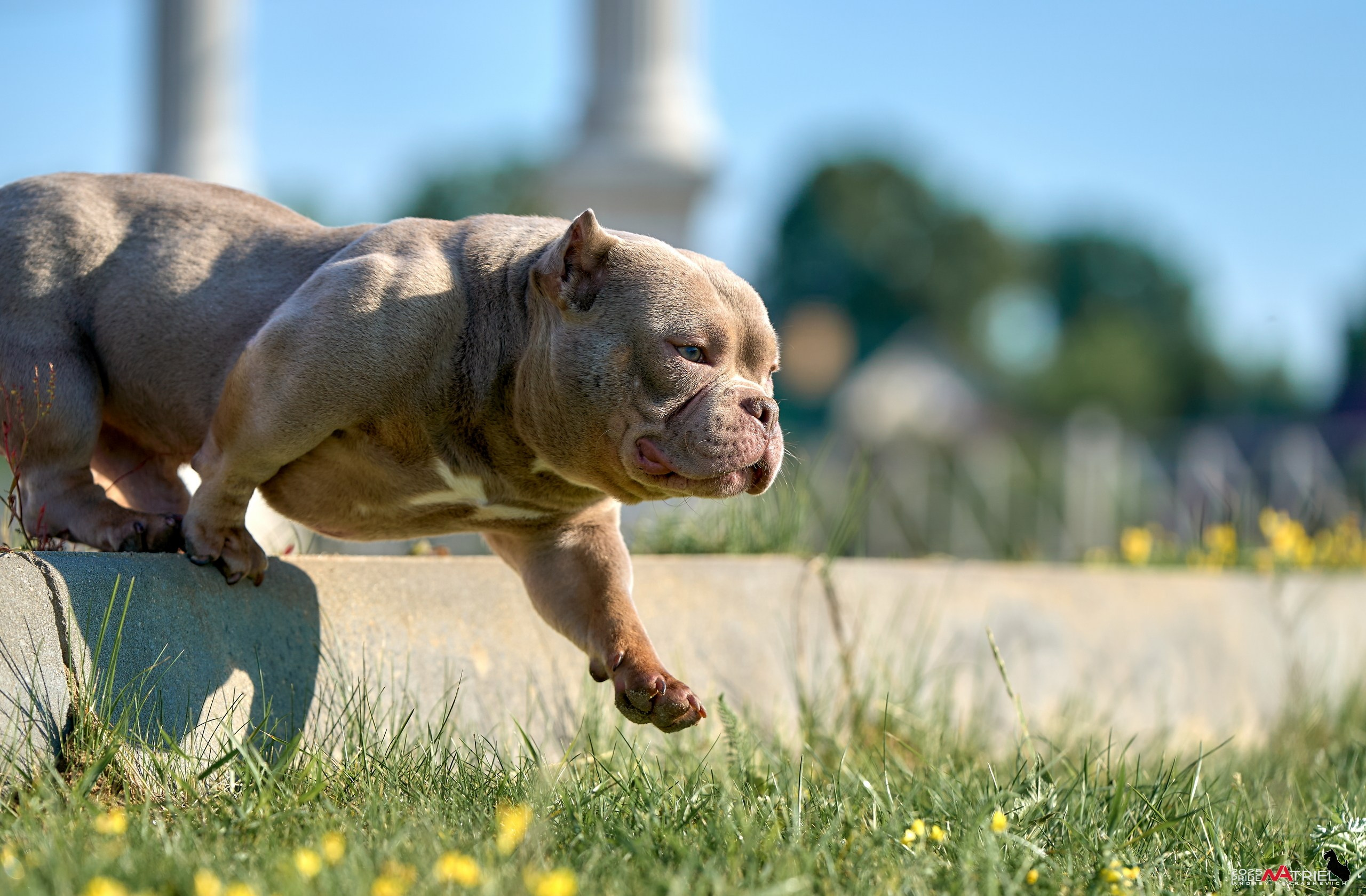 Съемка собак породы булли на природе