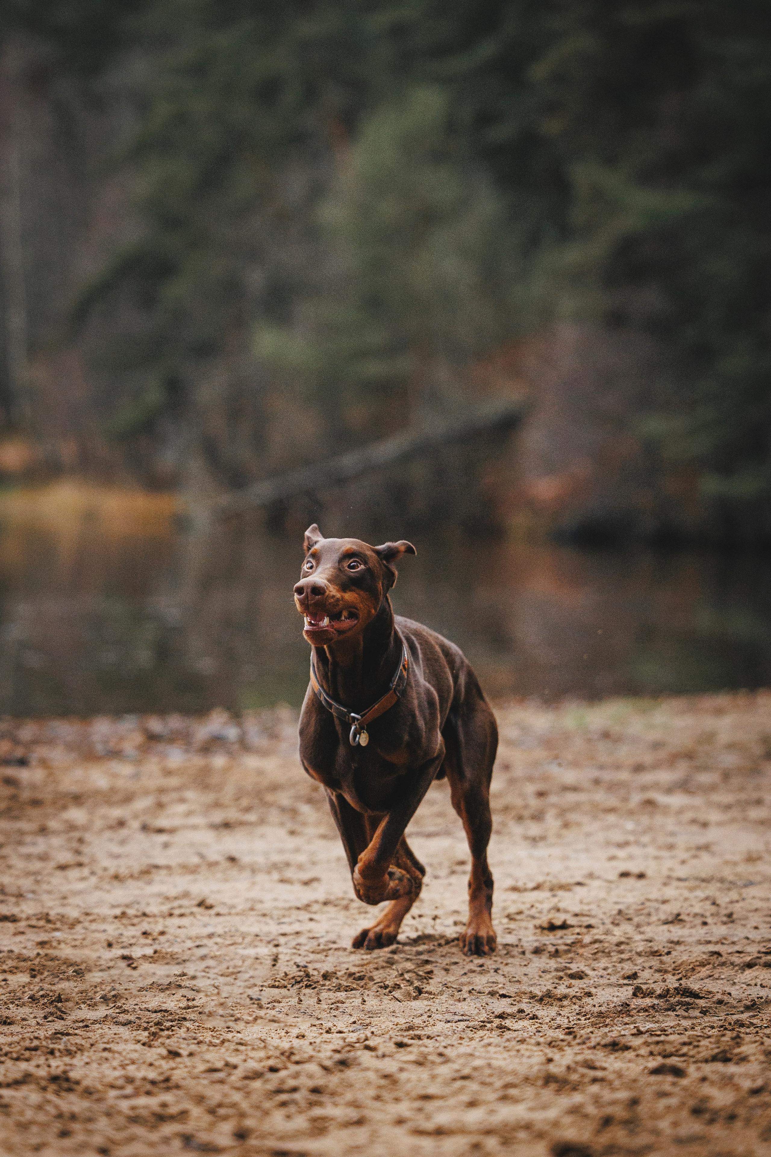 Омен, Айс и Рицу. Фотограф-анималист Анна Маринич