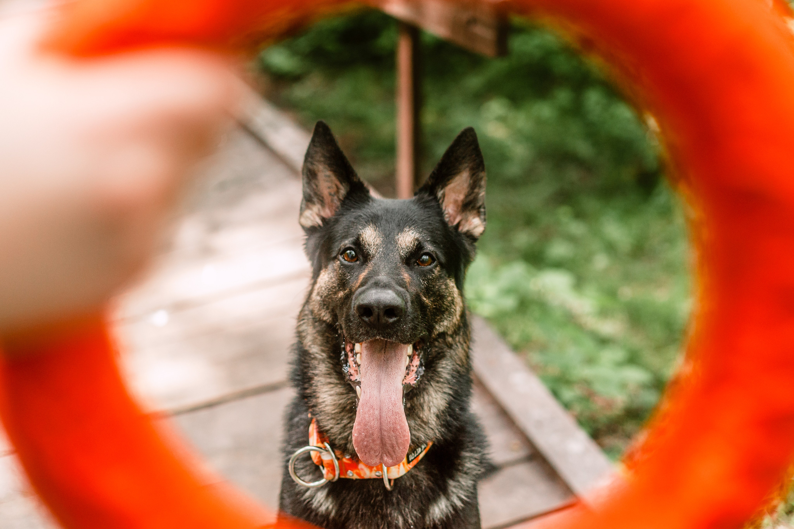 Лесная летняя фотопрогулка. Фотограф-анималист Татьяна Степанова