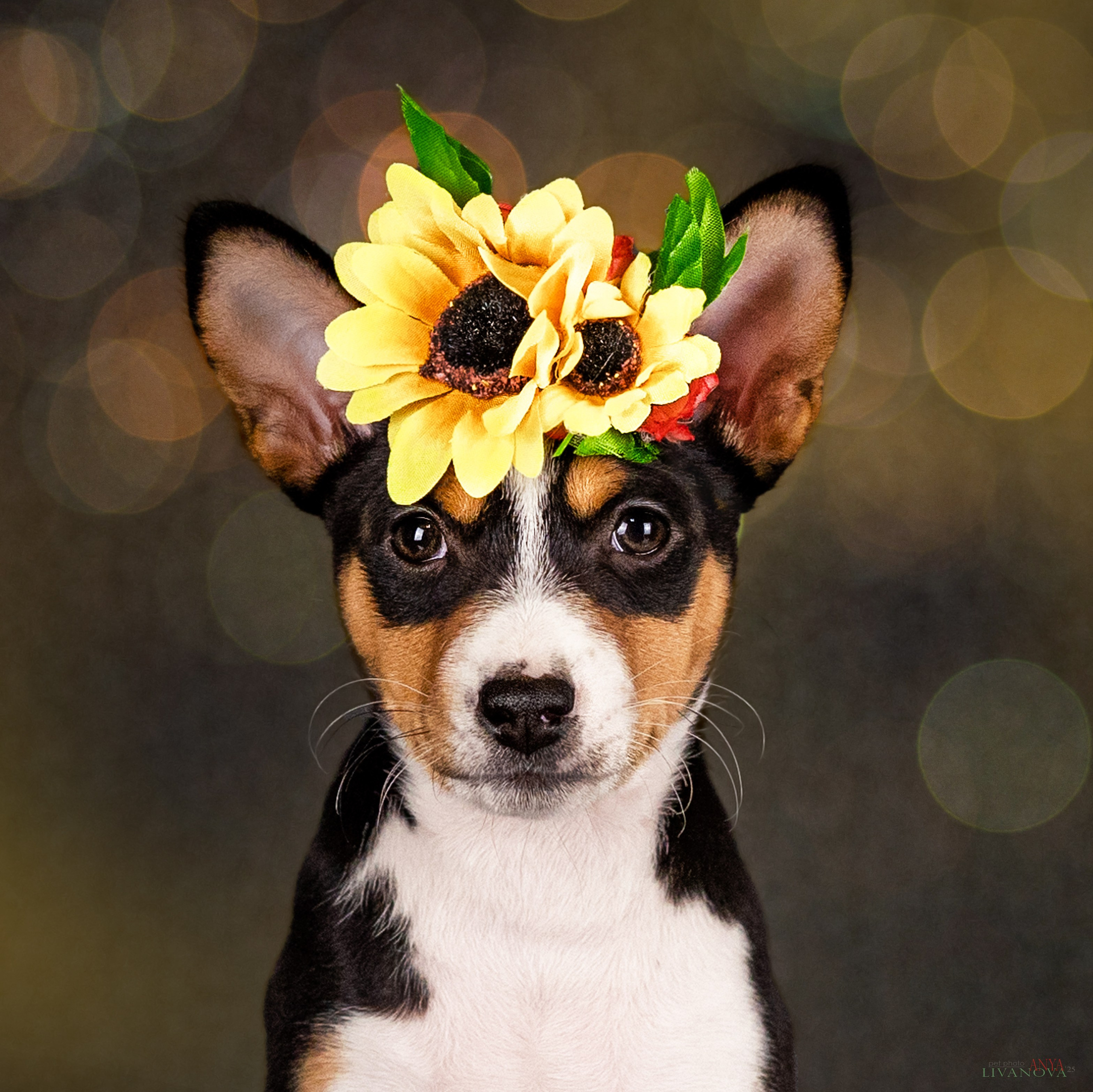 Басенджи. Фотограф анималист Аня Ливанова | Рыбинск