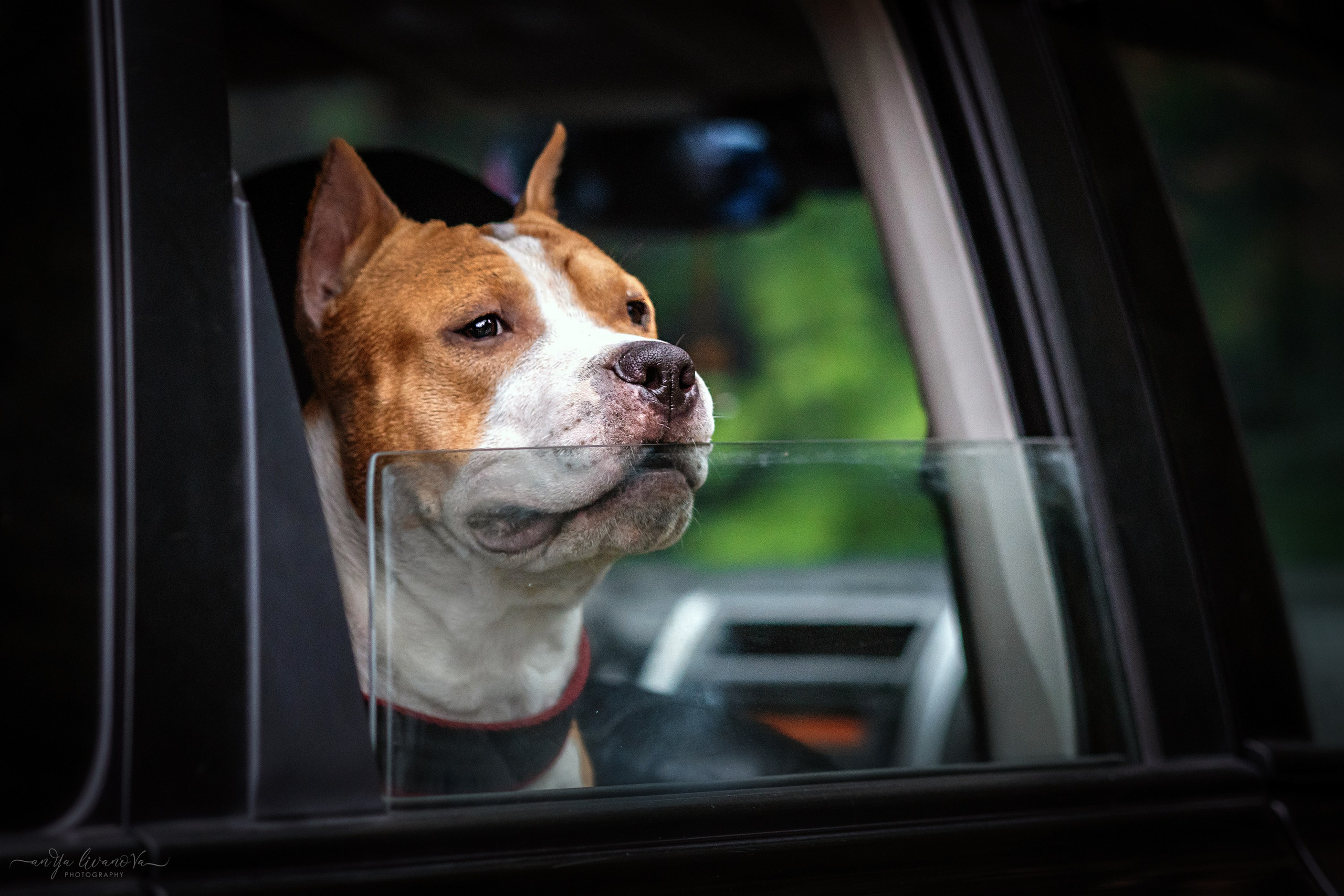 Винт и Дея. Фотограф анималист Аня Ливанова | Рыбинск