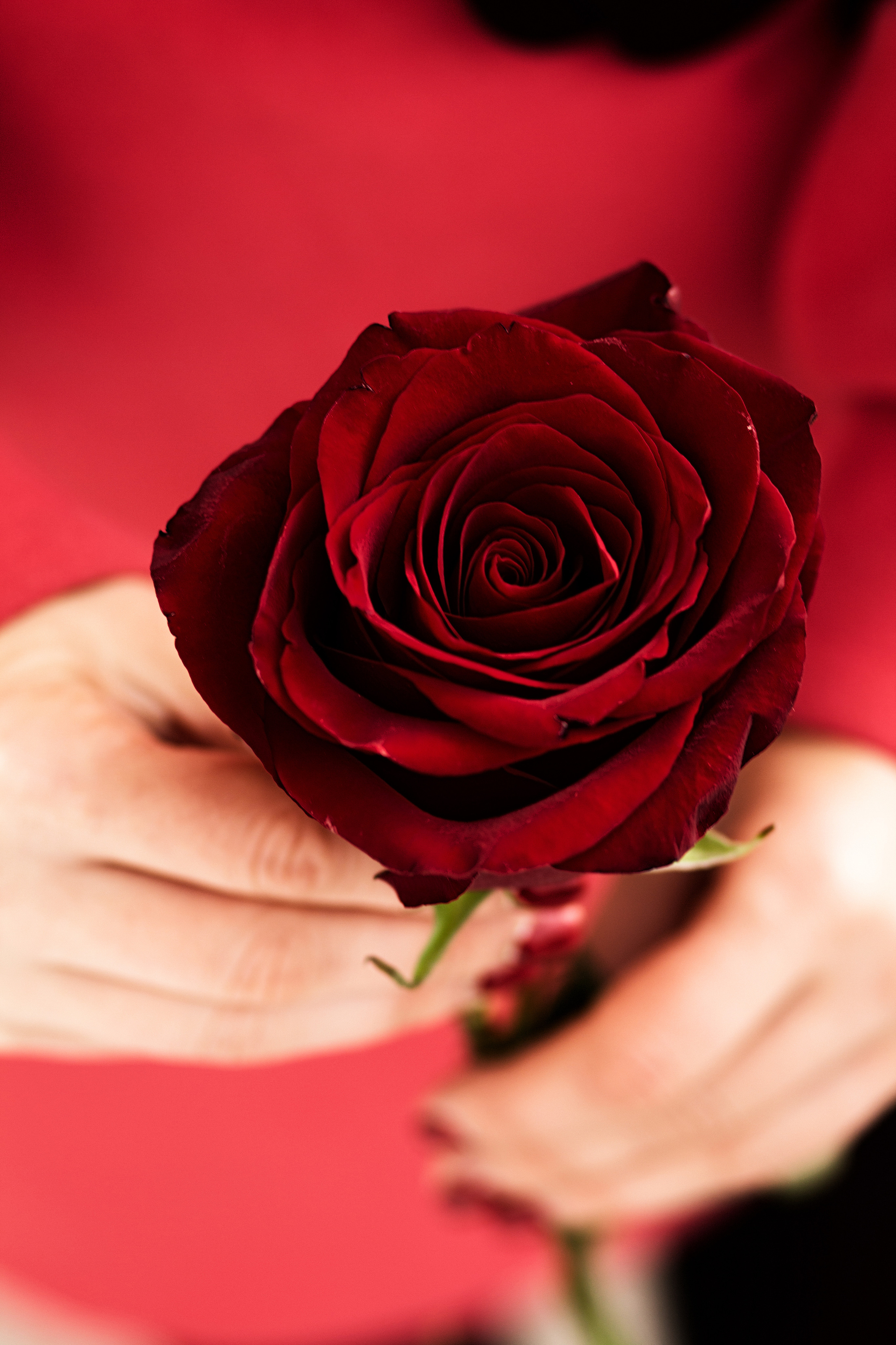 Золотая осень. Свадебный и семейный фотограф в Рязани Анастасия