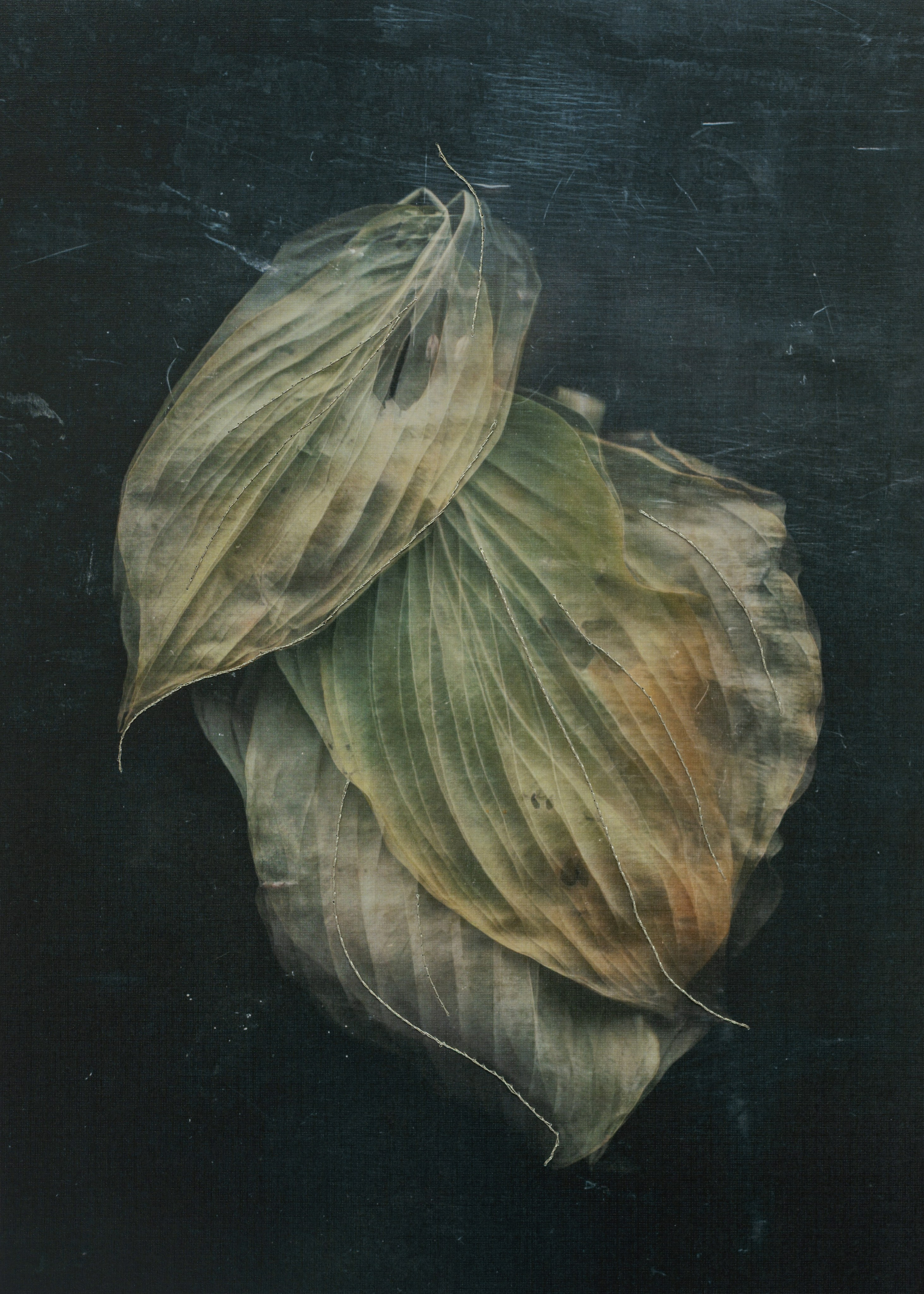 Призрачные узоры. Фотограф Елена Хазина, Рязань