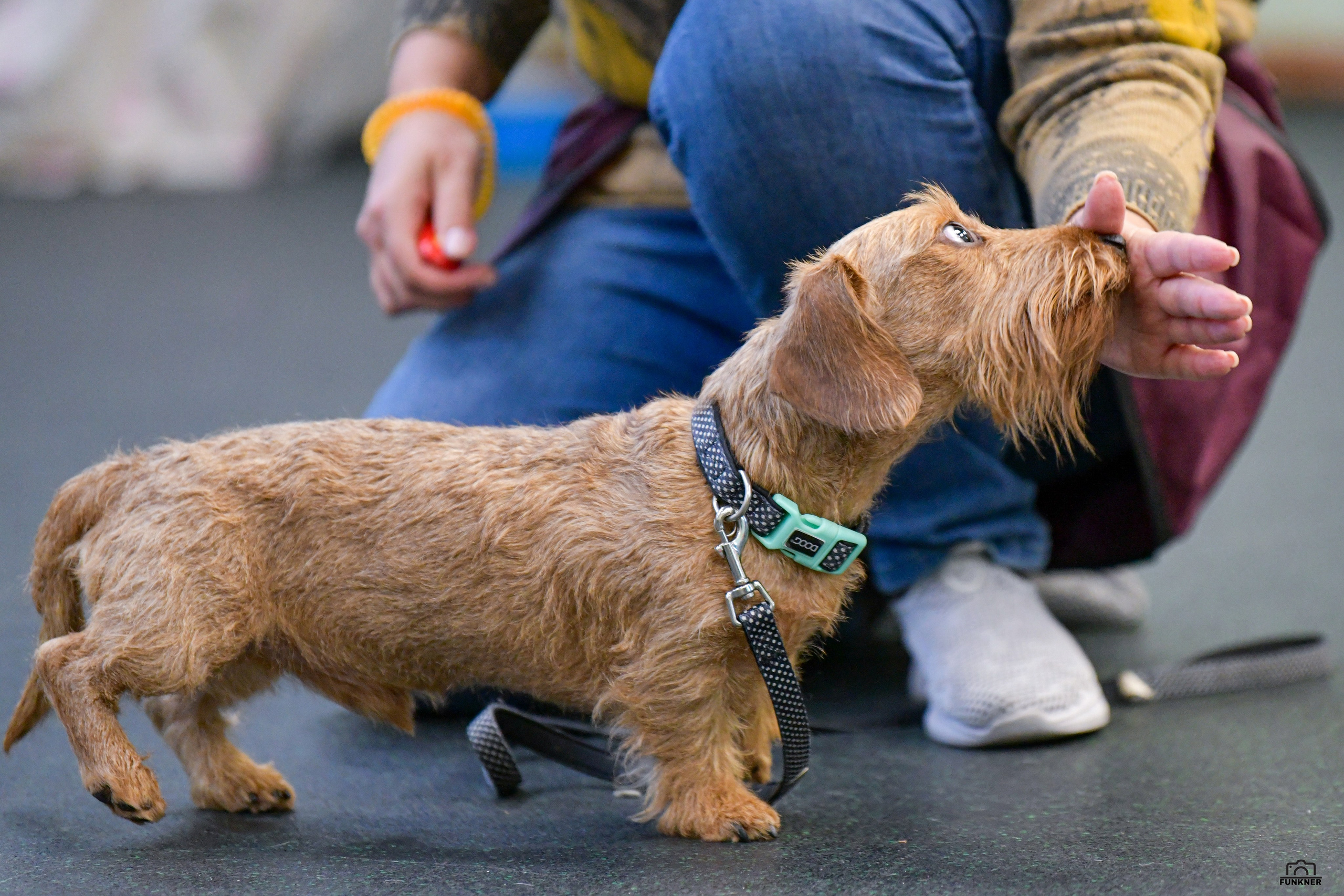 Кинологический клуб «Бодрый хвост». Свой взгляд через объектив