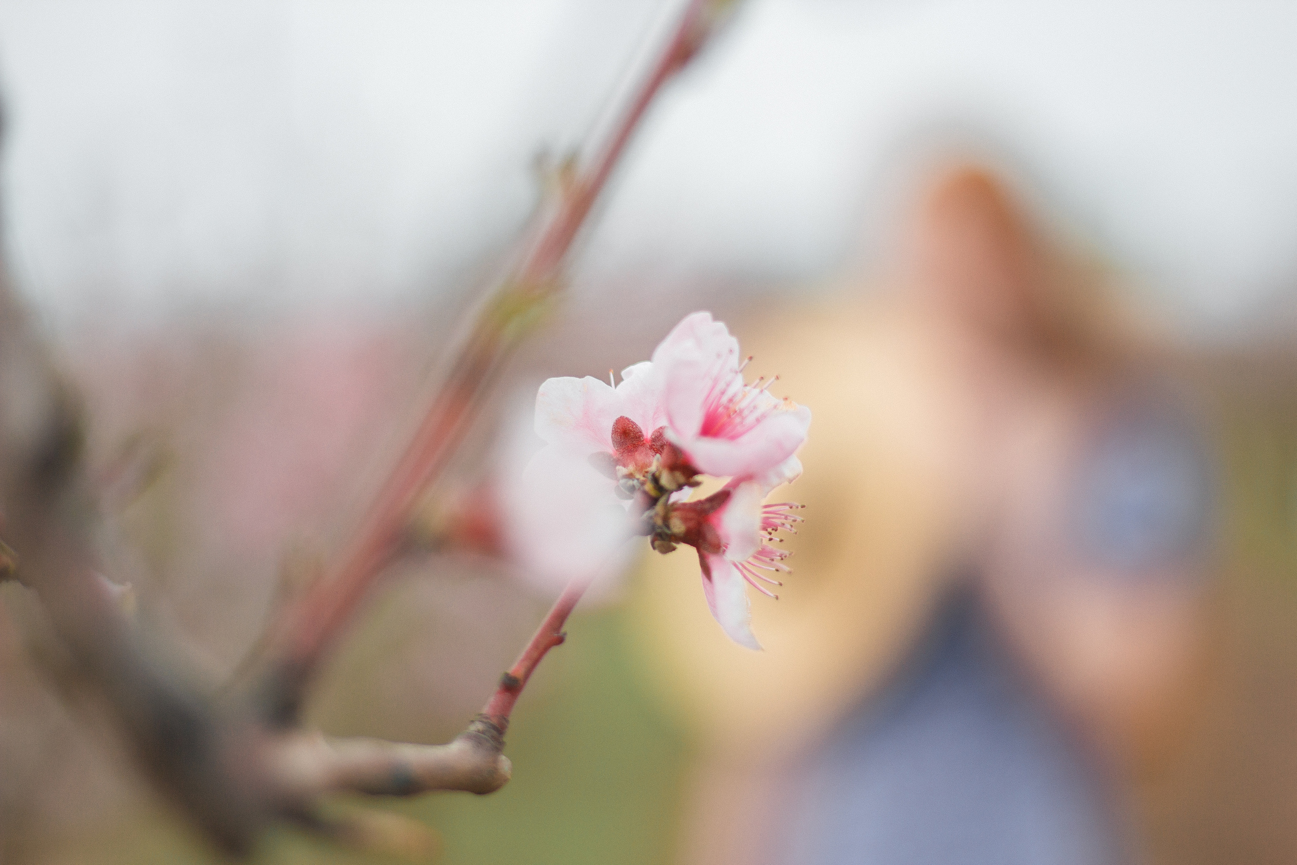 Персиковый сад | Екатерина. Свадебный фотограф в Симферополе (Крым) Валерия Воловидник