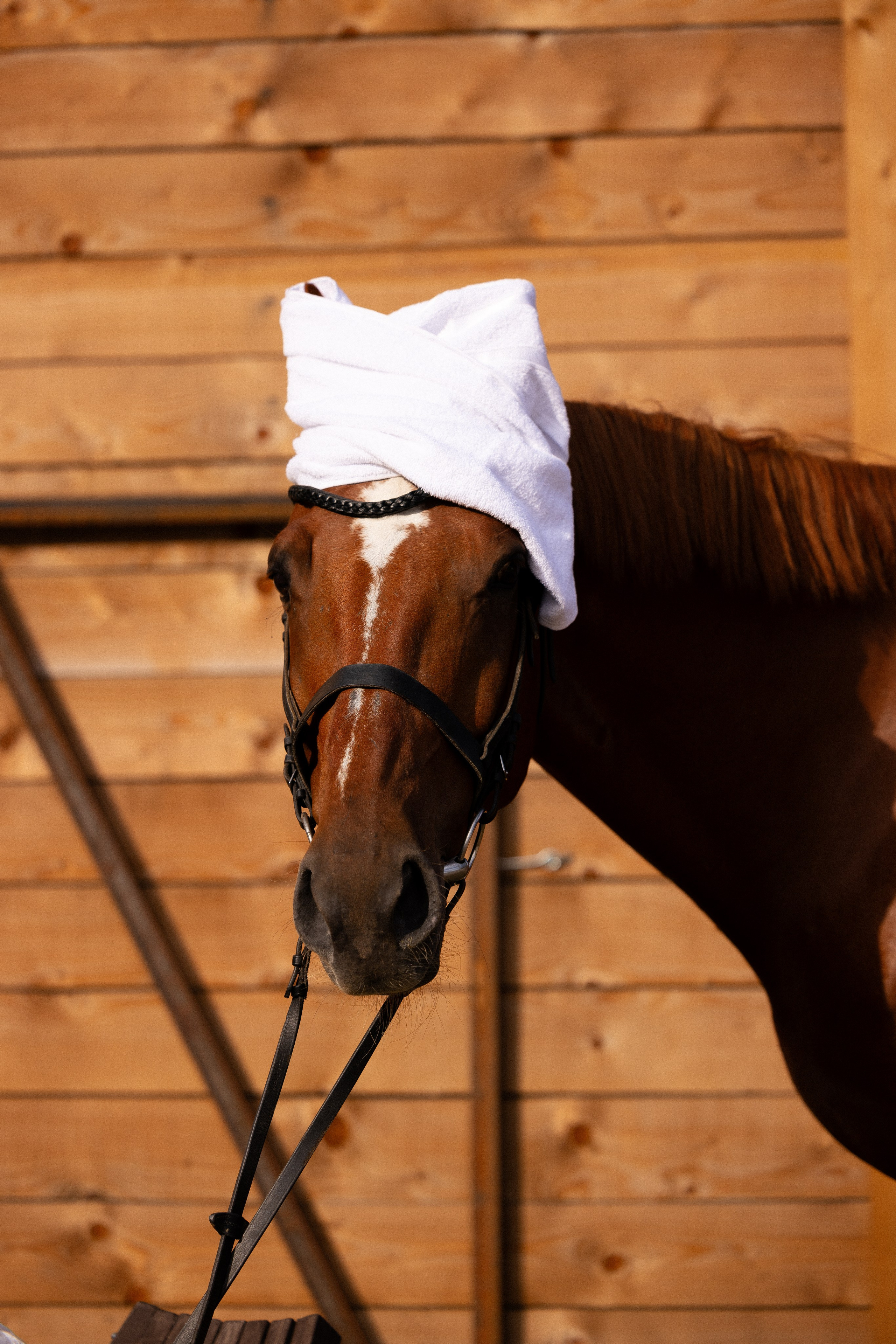 Мария и Реванш. Фотограф и видеограф анималист Аганина Дарья