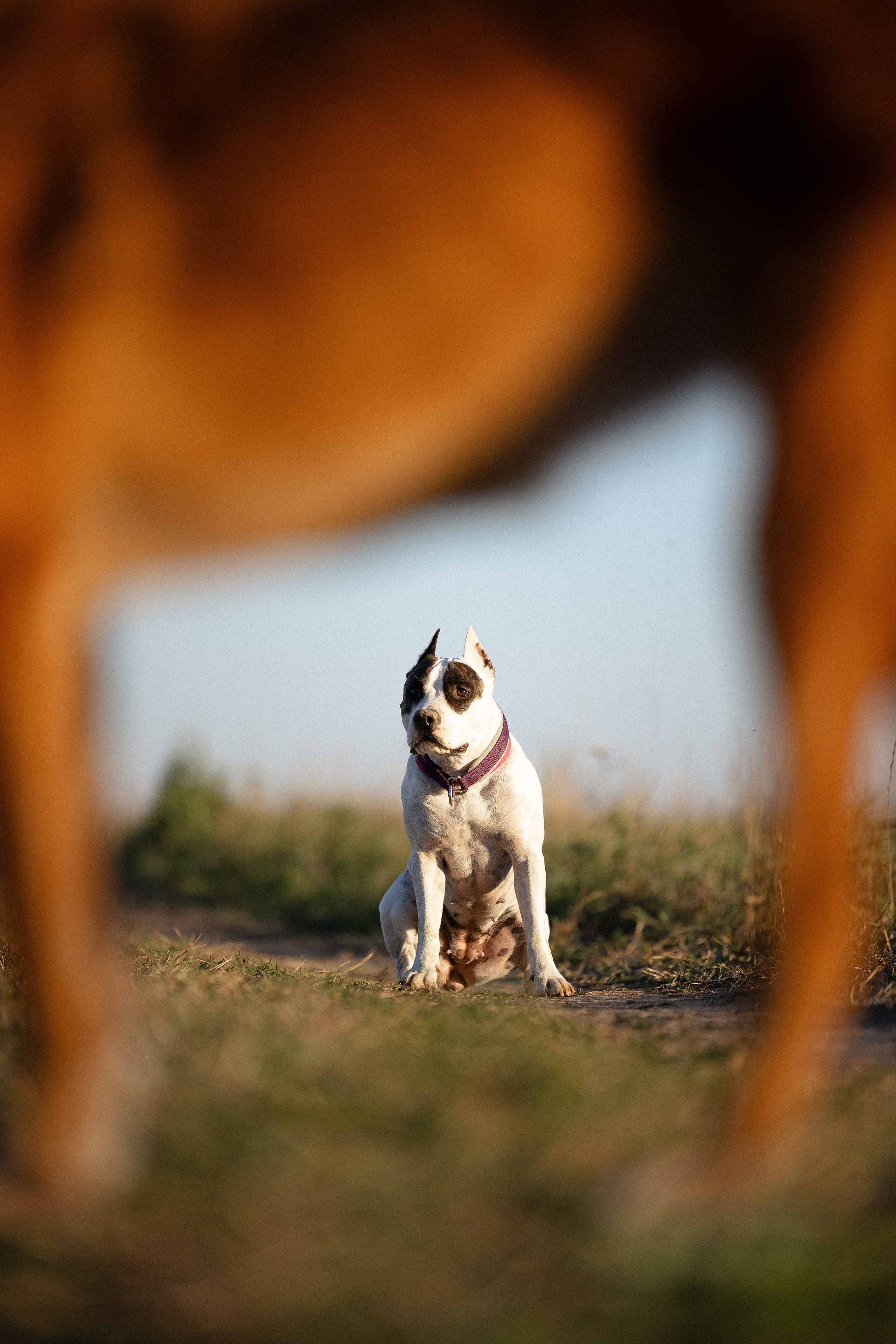 Женя, Афра и Молли. Фотограф и видеограф анималист Аганина Дарья