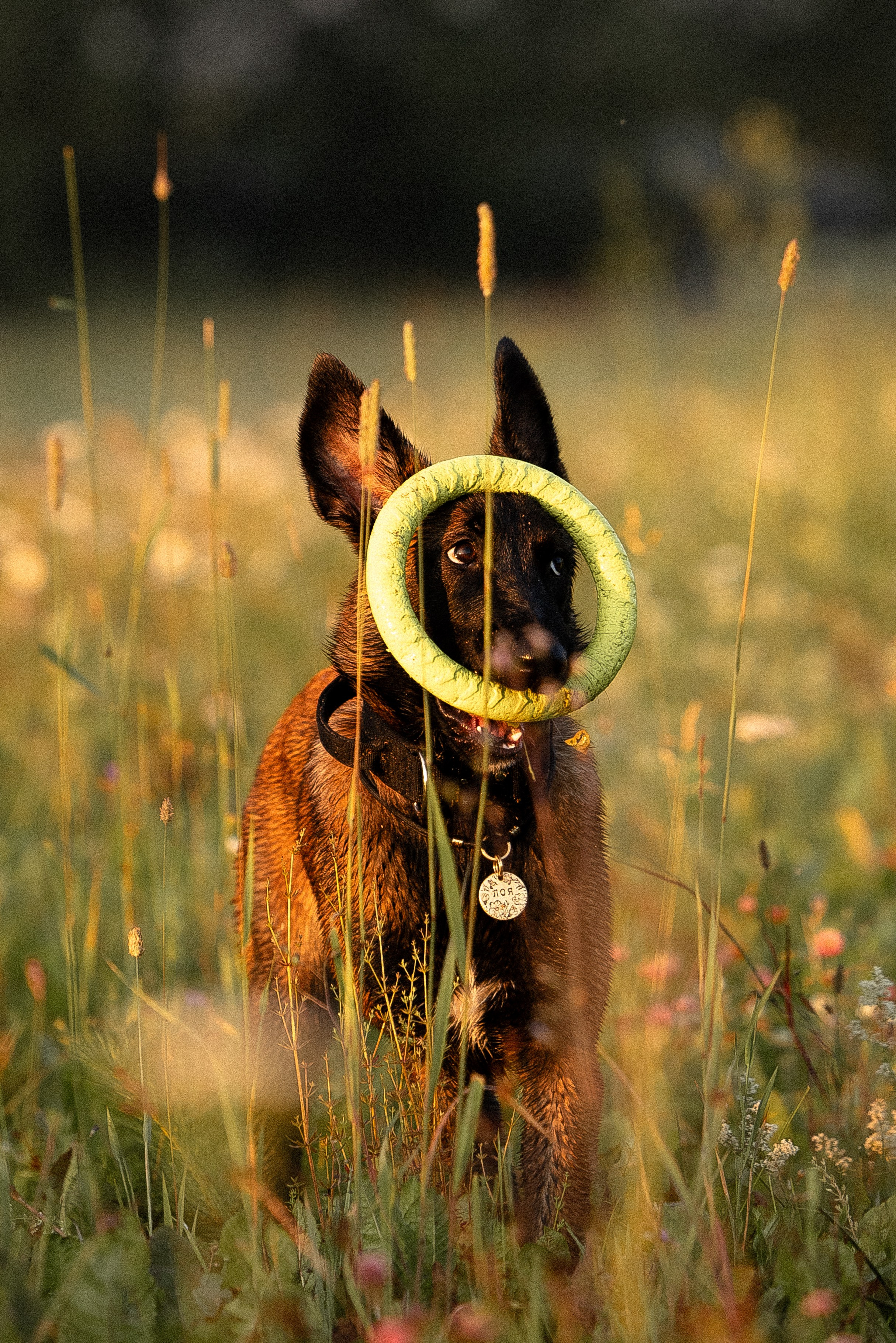 Галина и Лоя. Фотограф и видеограф анималист Аганина Дарья