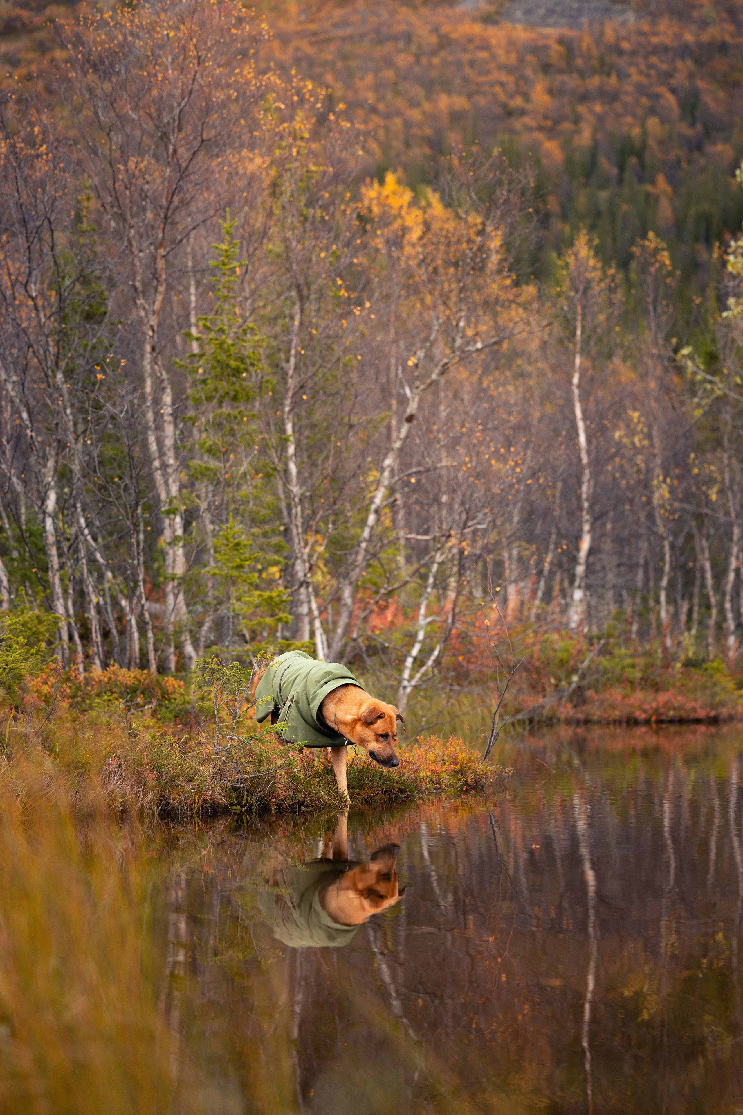 Кольский. Фотограф и видеограф анималист Аганина Дарья