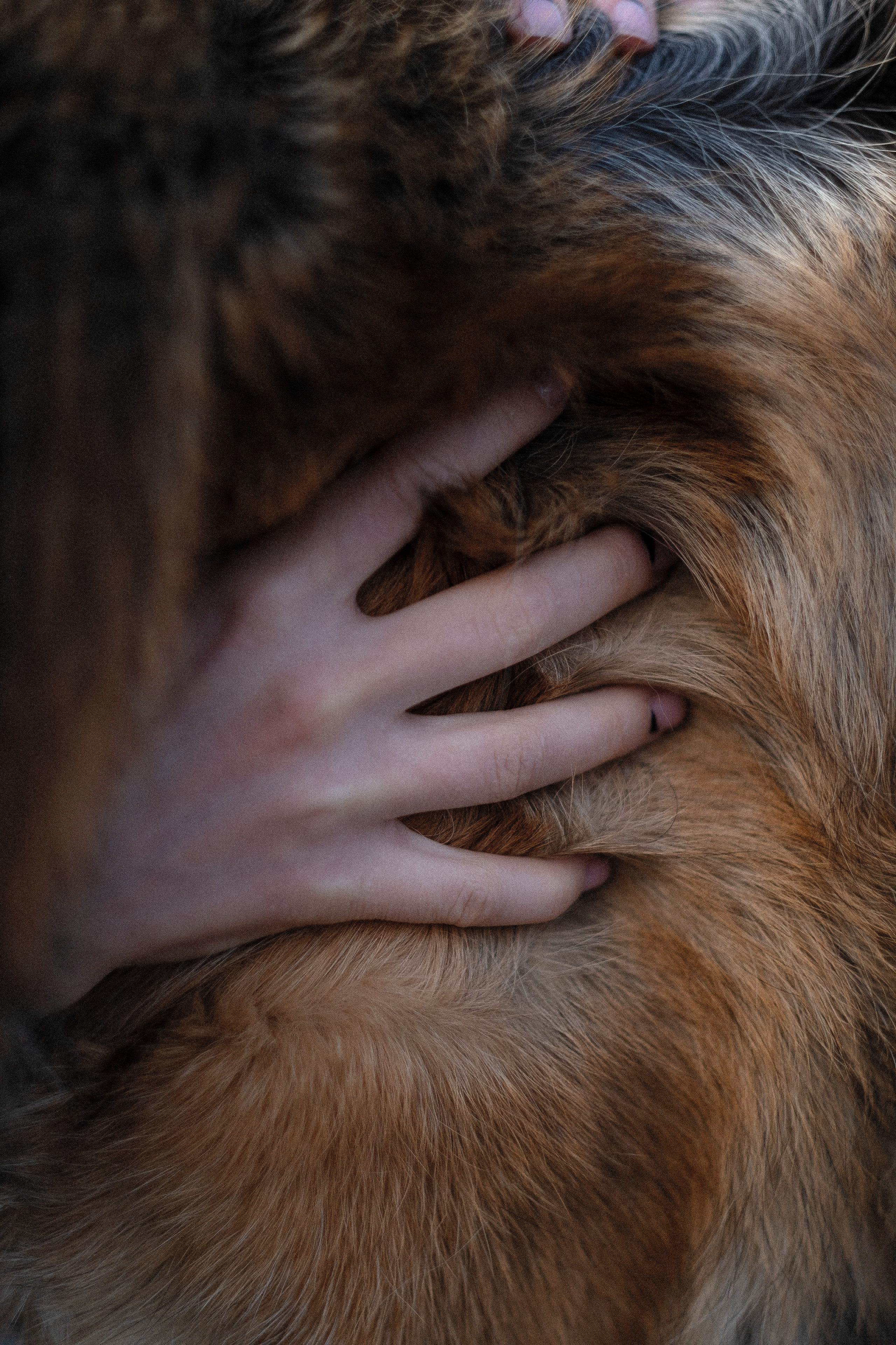 Оля и Джерри. Фотограф и видеограф анималист Аганина Дарья