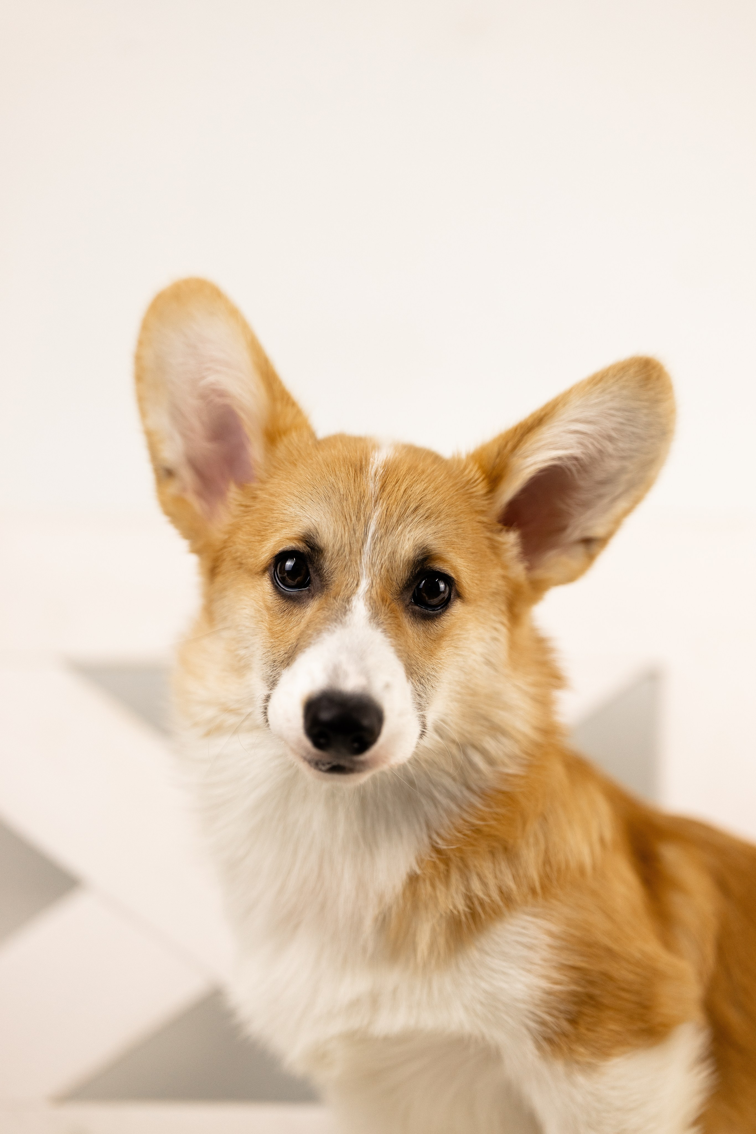 Корги. Фотограф и видеограф анималист Аганина Дарья