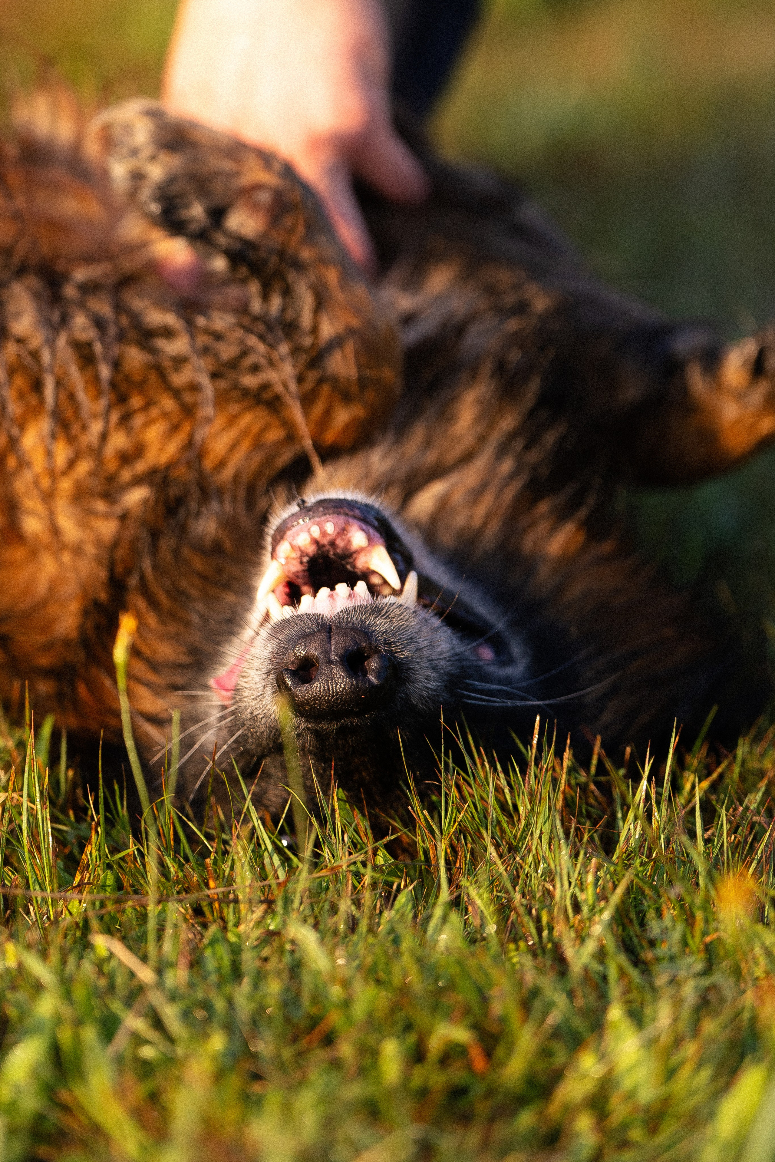 Алена, Матвей, Фанни и Фрея. Фотограф и видеограф анималист Аганина Дарья