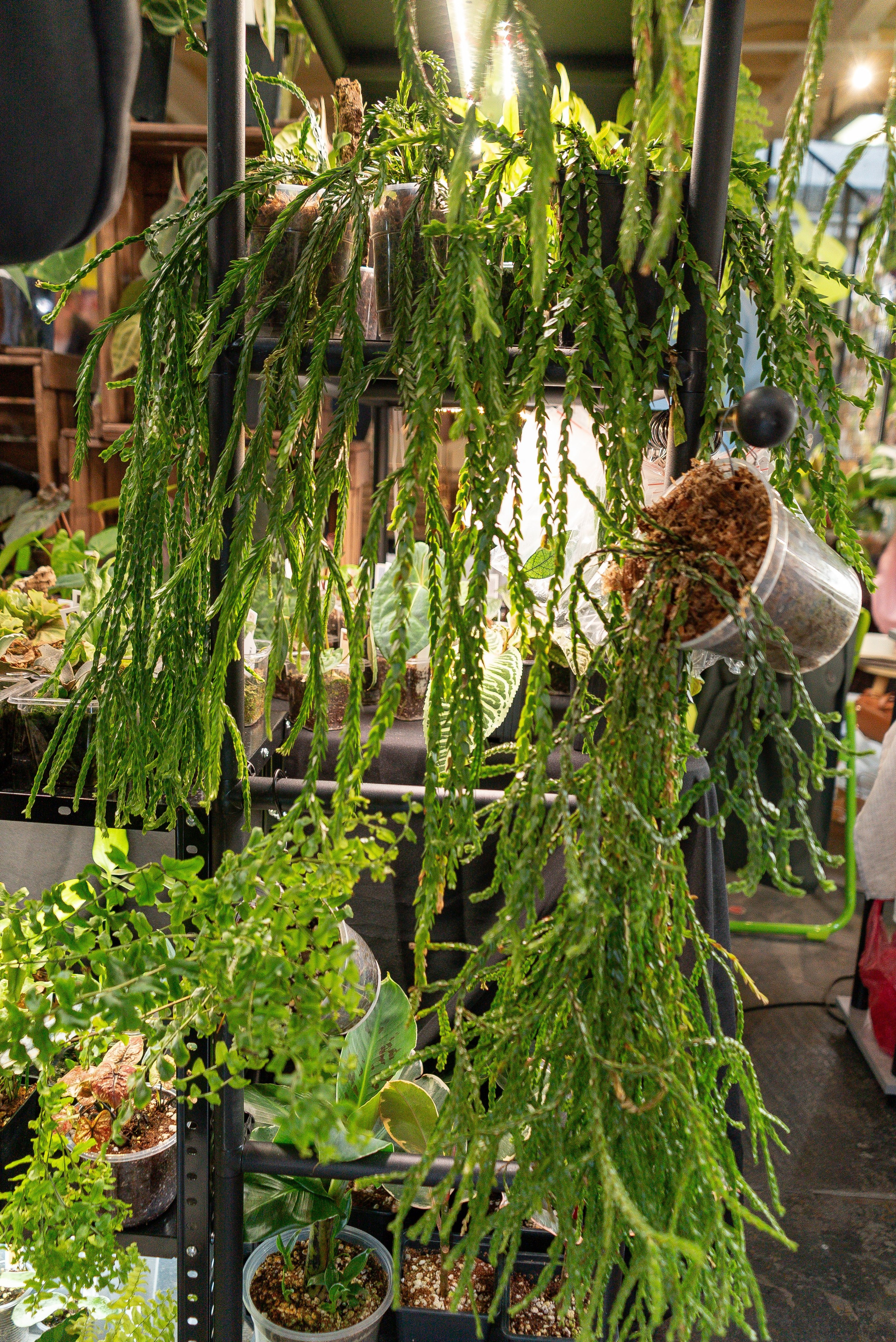 Гроубокс Артплей апрель. Александра Куликова фотограф, Москва