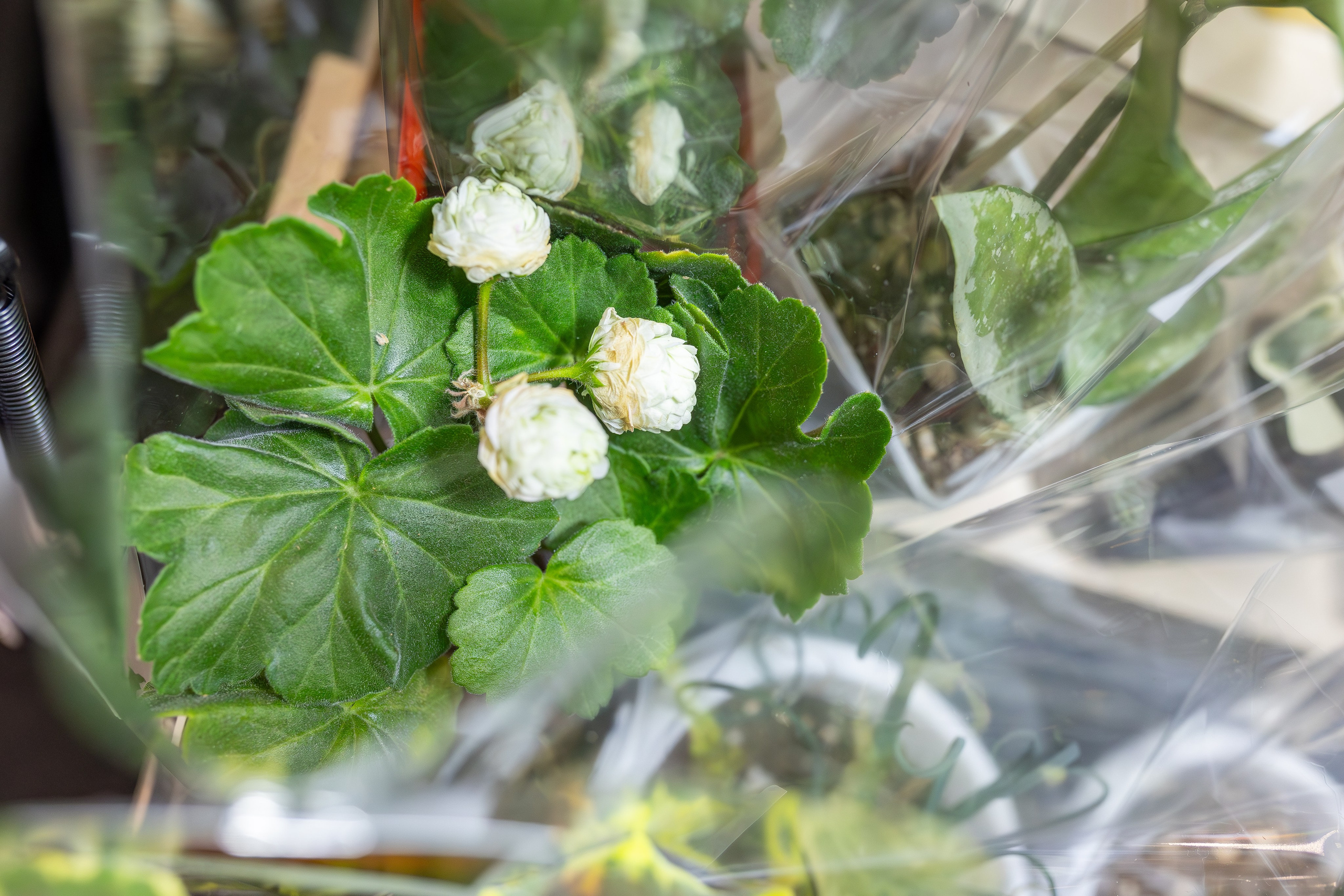 Монстериум апрель 2026. Александра Куликова фотограф, Москва