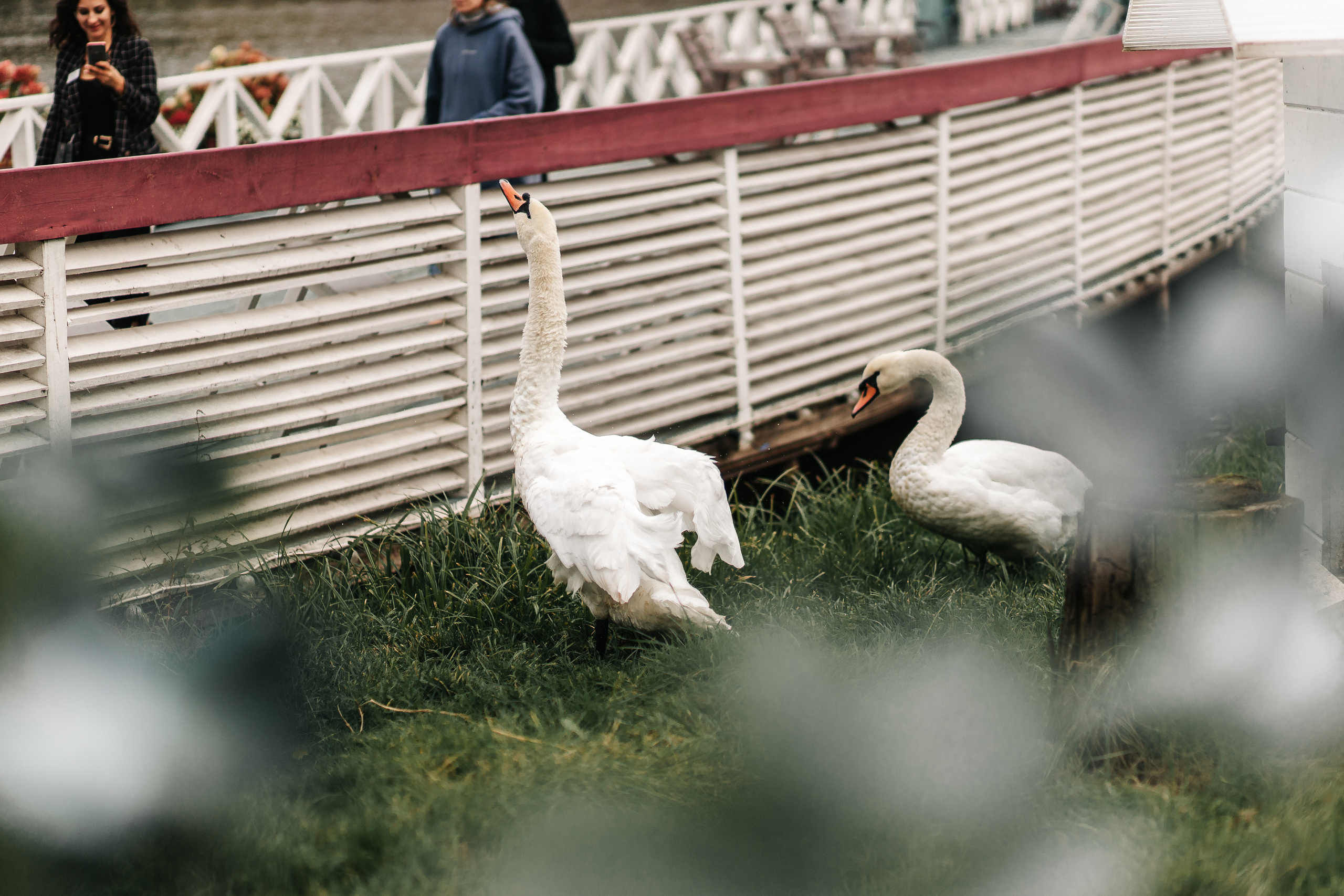 Ресторан «Клевый». Свадебный и семейный фотограф