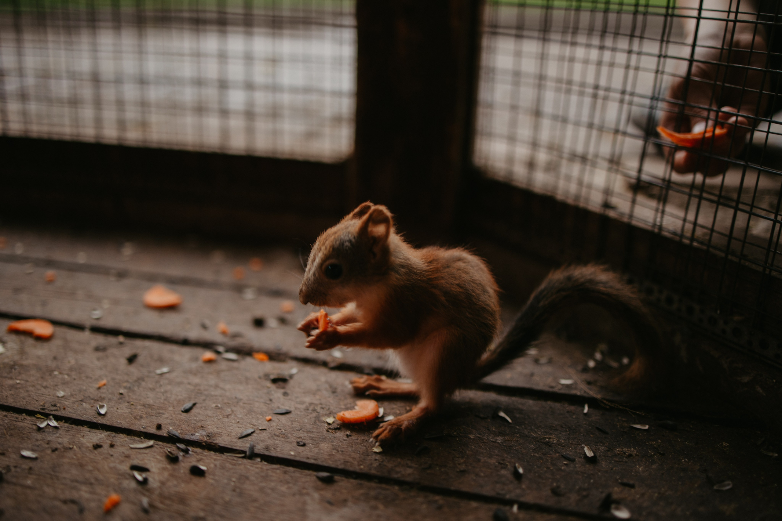 Лера 2 годика. Репортажный и портретный фотограф в Санктпетербурге. Видиосъемка мероприятий в Санкт-Петербурге