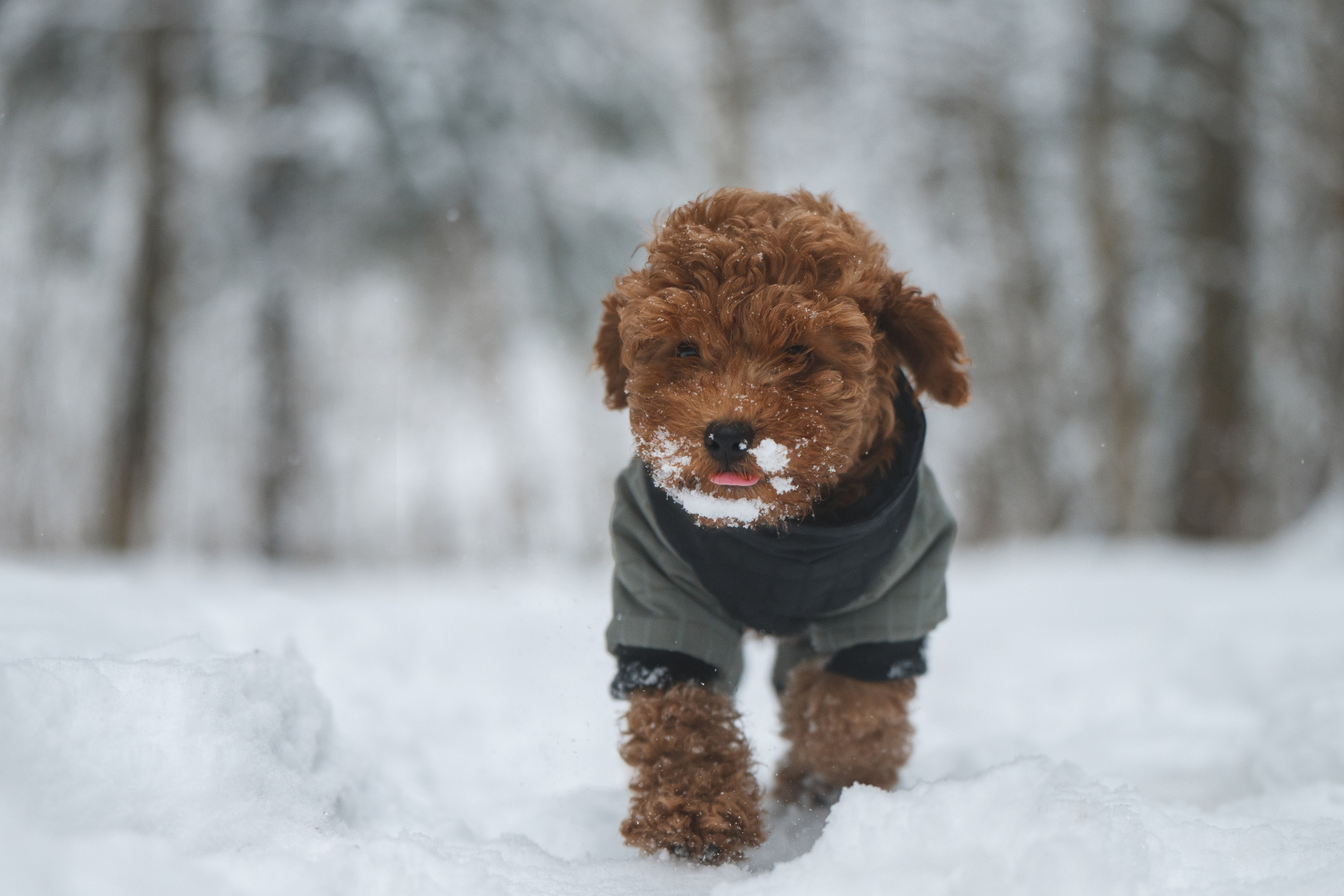 Щенок пуделя. Фотограф Анималист в Москве Анастасия Жучкова